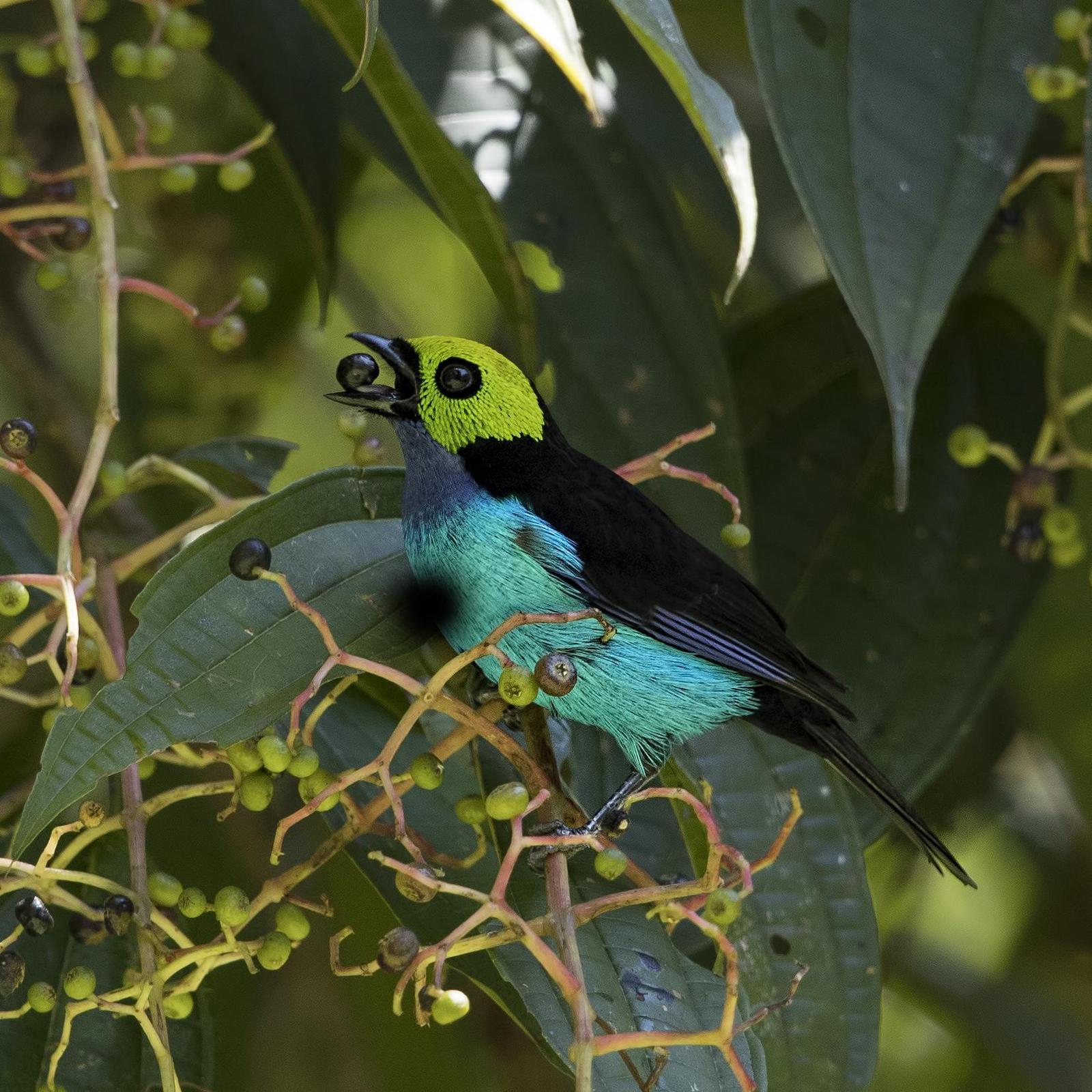 Paradise Tanager Photo by Peter Hawrylyshyn