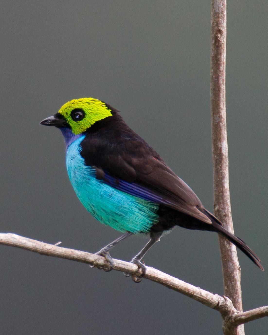 Paradise Tanager Photo by Robert Lewis