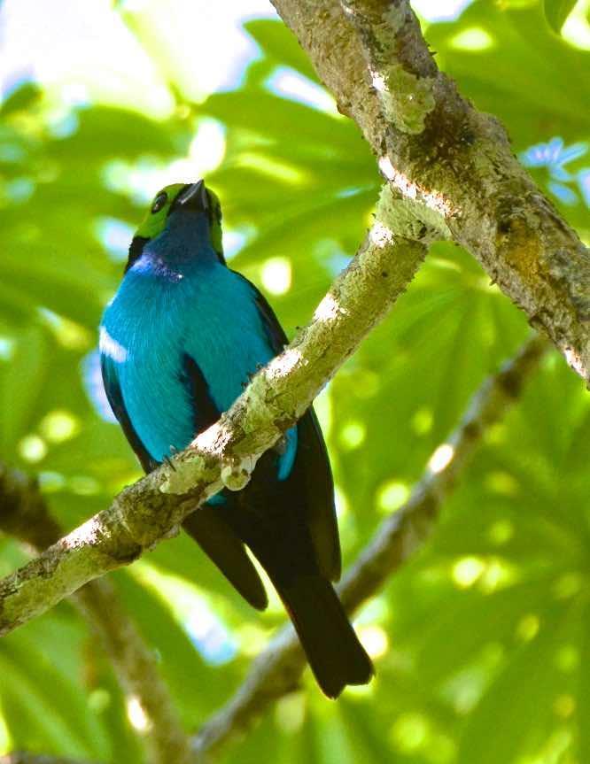 Paradise Tanager Photo by Andrew Pittman