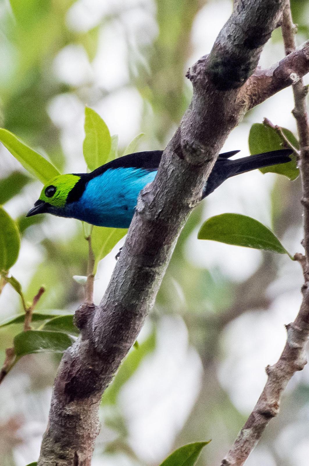 Paradise Tanager Photo by Phil Kahler