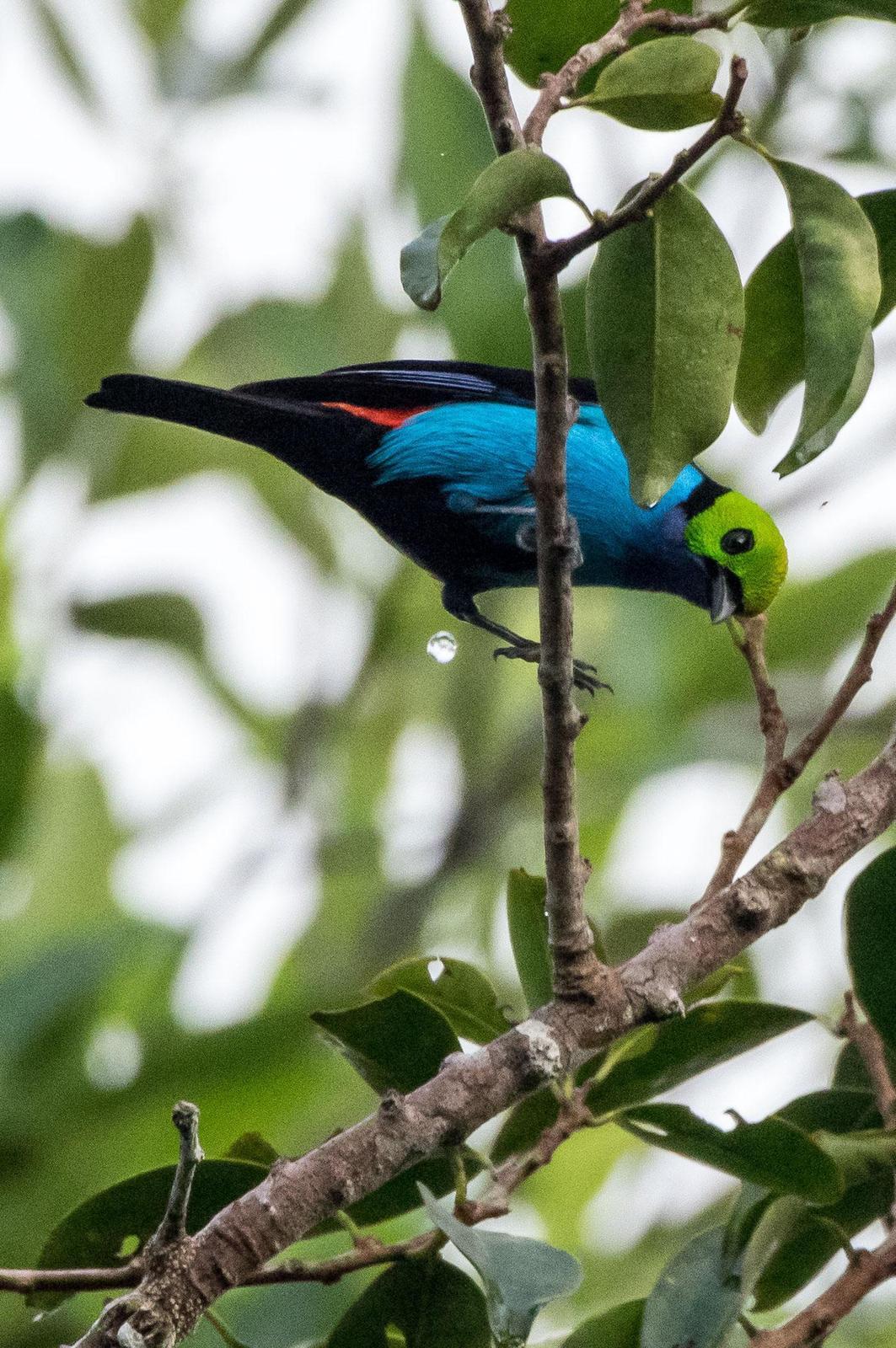 Paradise Tanager Photo by Phil Kahler