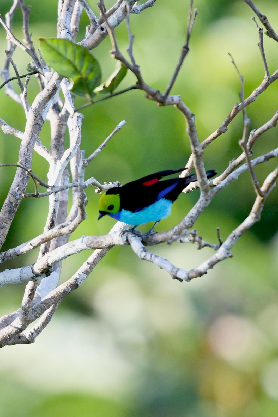 Paradise Tanager Photo by Ann Doty