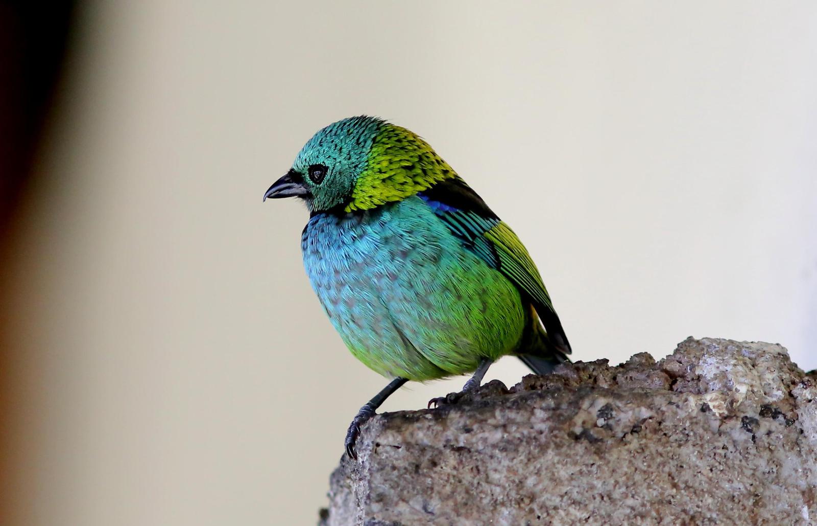 Green-headed Tanager Photo by Rohan van Twest