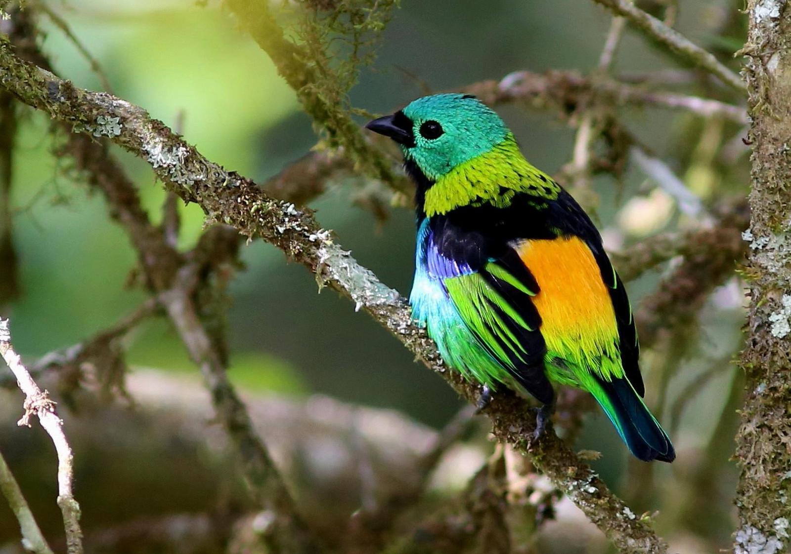 Green-headed Tanager Photo by Rohan van Twest