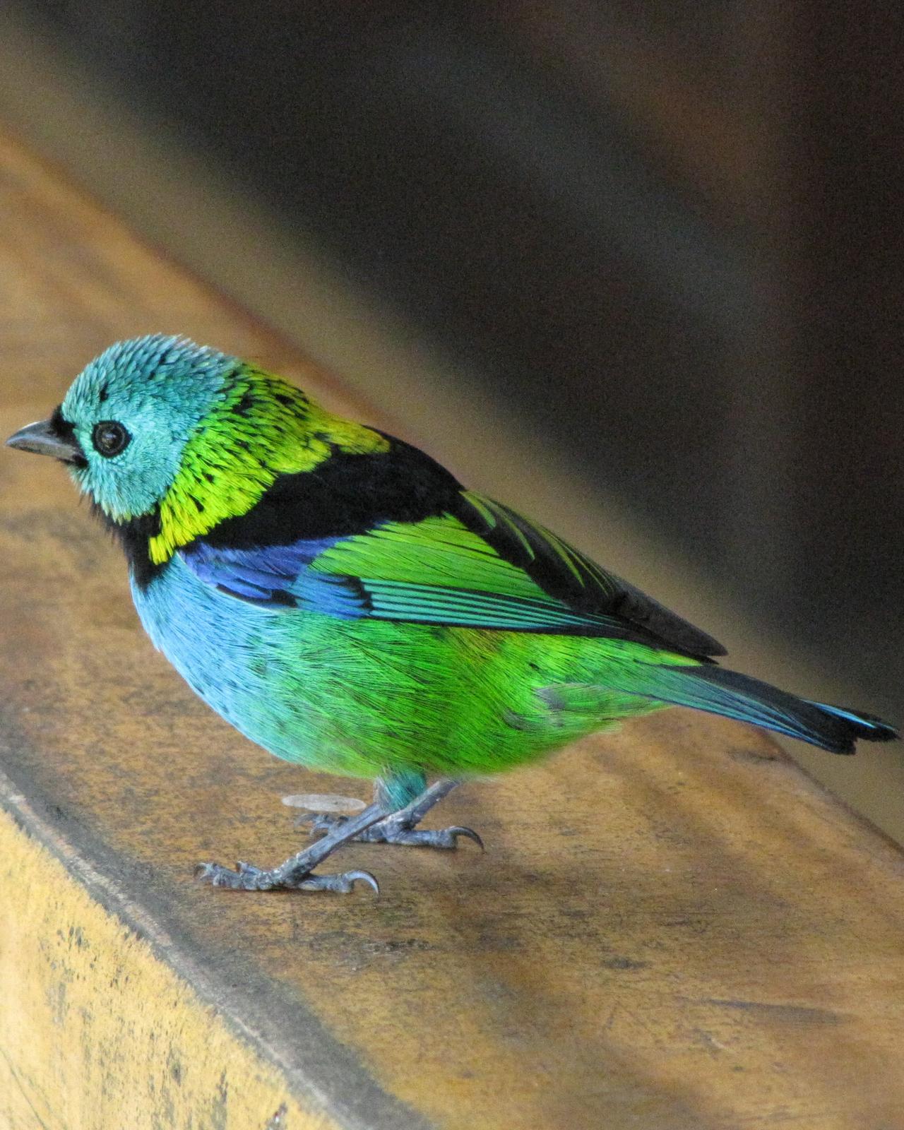 Green-headed Tanager Photo by Kent Fiala