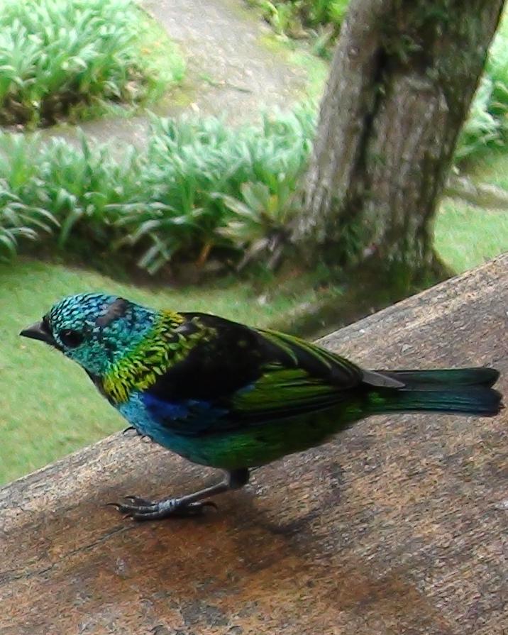 Green-headed Tanager Photo by Victor Rebuzzi