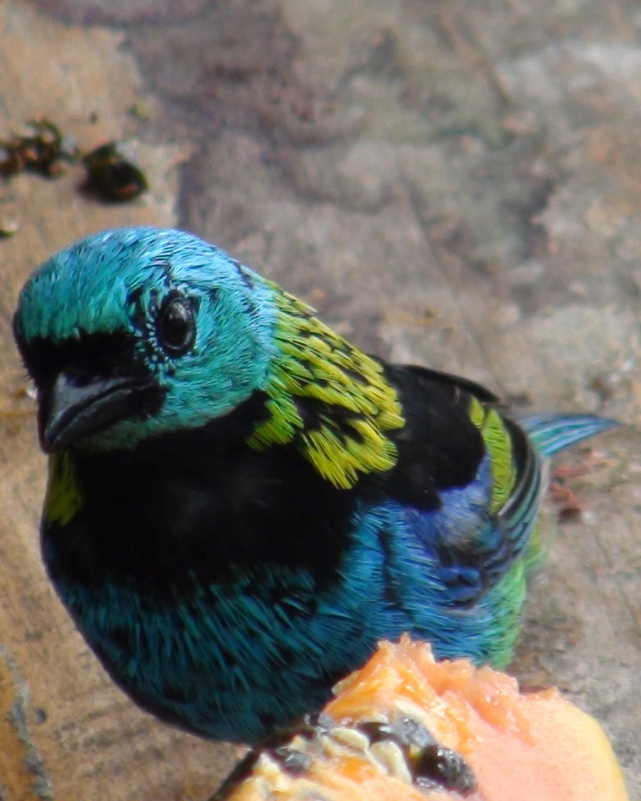 Green-headed Tanager Photo by Victor Rebuzzi