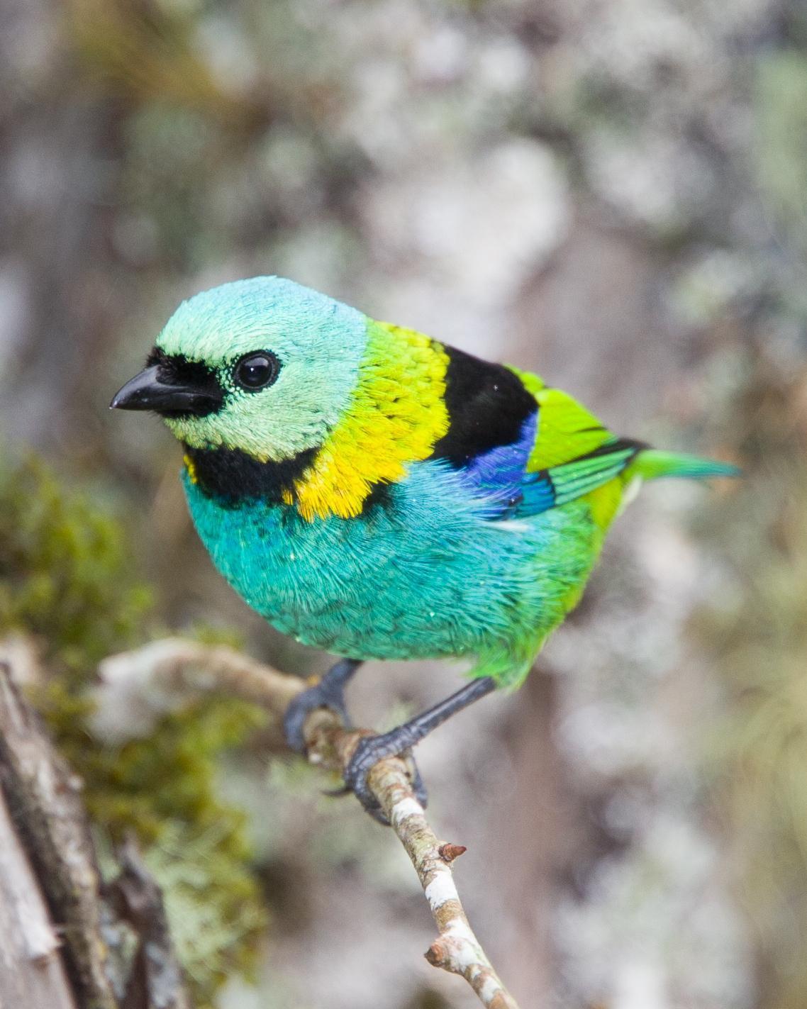Green-headed Tanager Photo by Robert Lewis