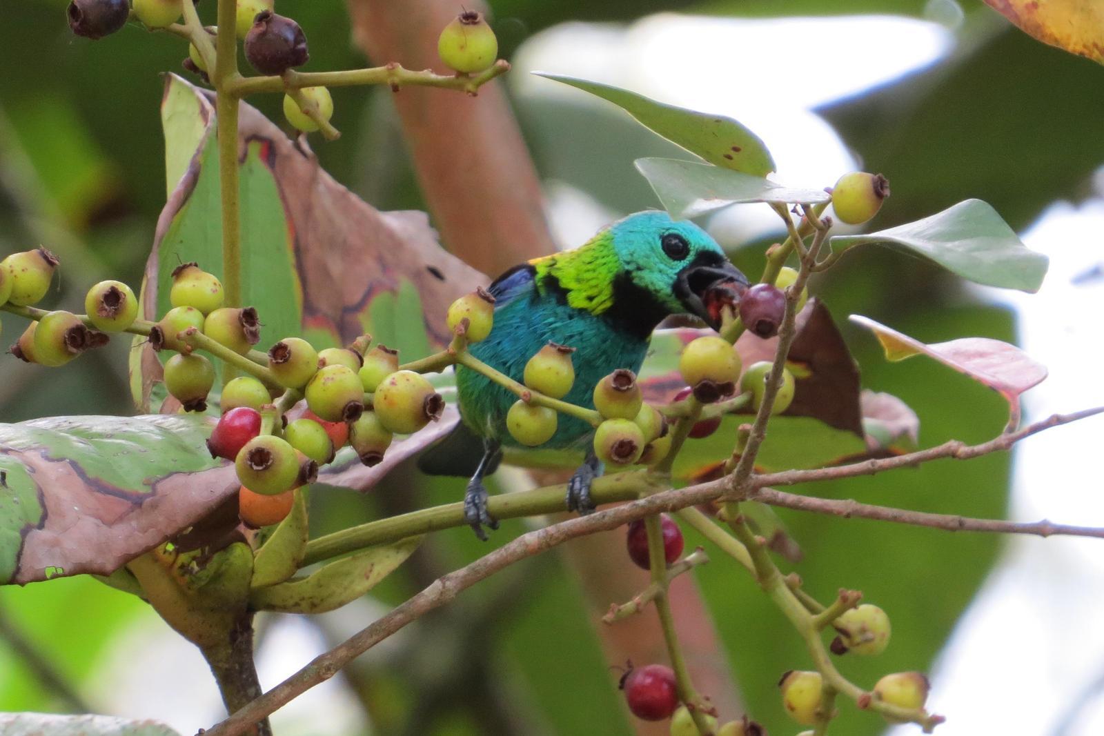 Green-headed Tanager Photo by Jeff Harding