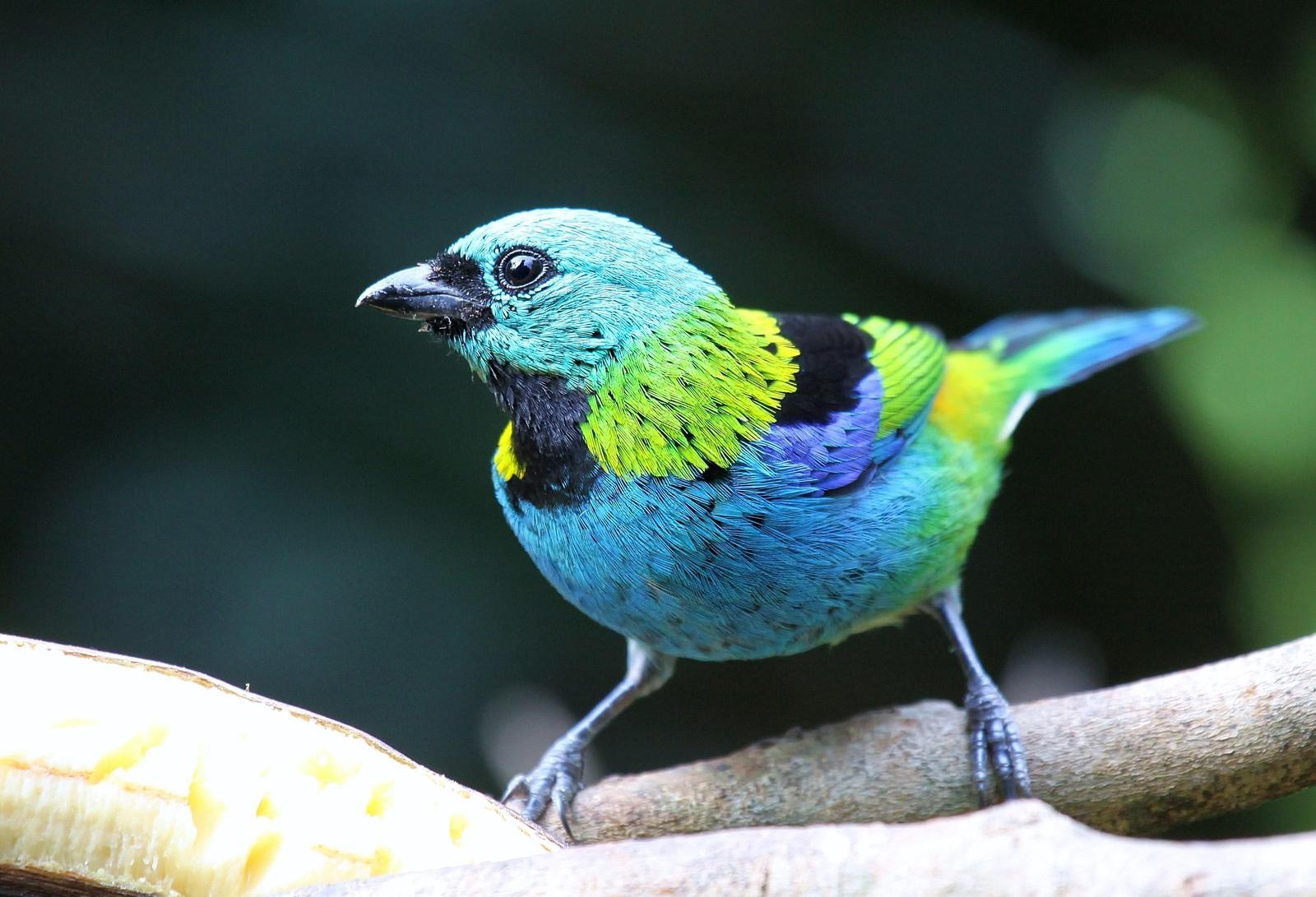 Green-headed Tanager Photo by Matthew McCluskey