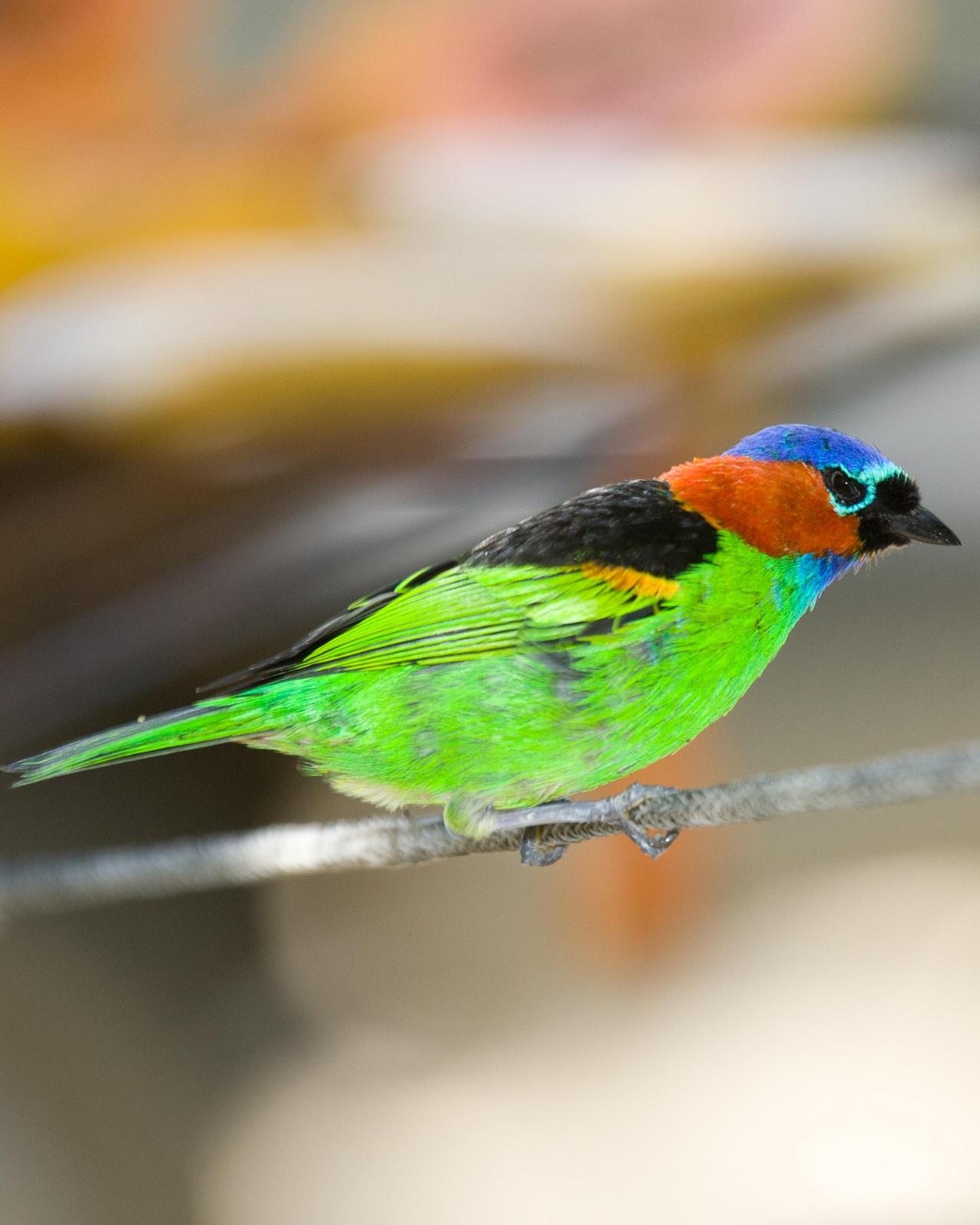 Red-necked Tanager Photo by Robert Lewis