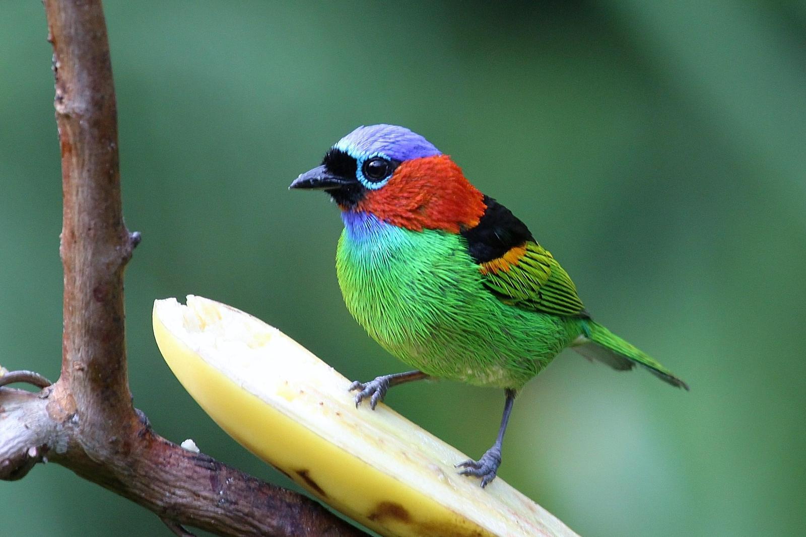 Red-necked Tanager Photo by Matthew McCluskey