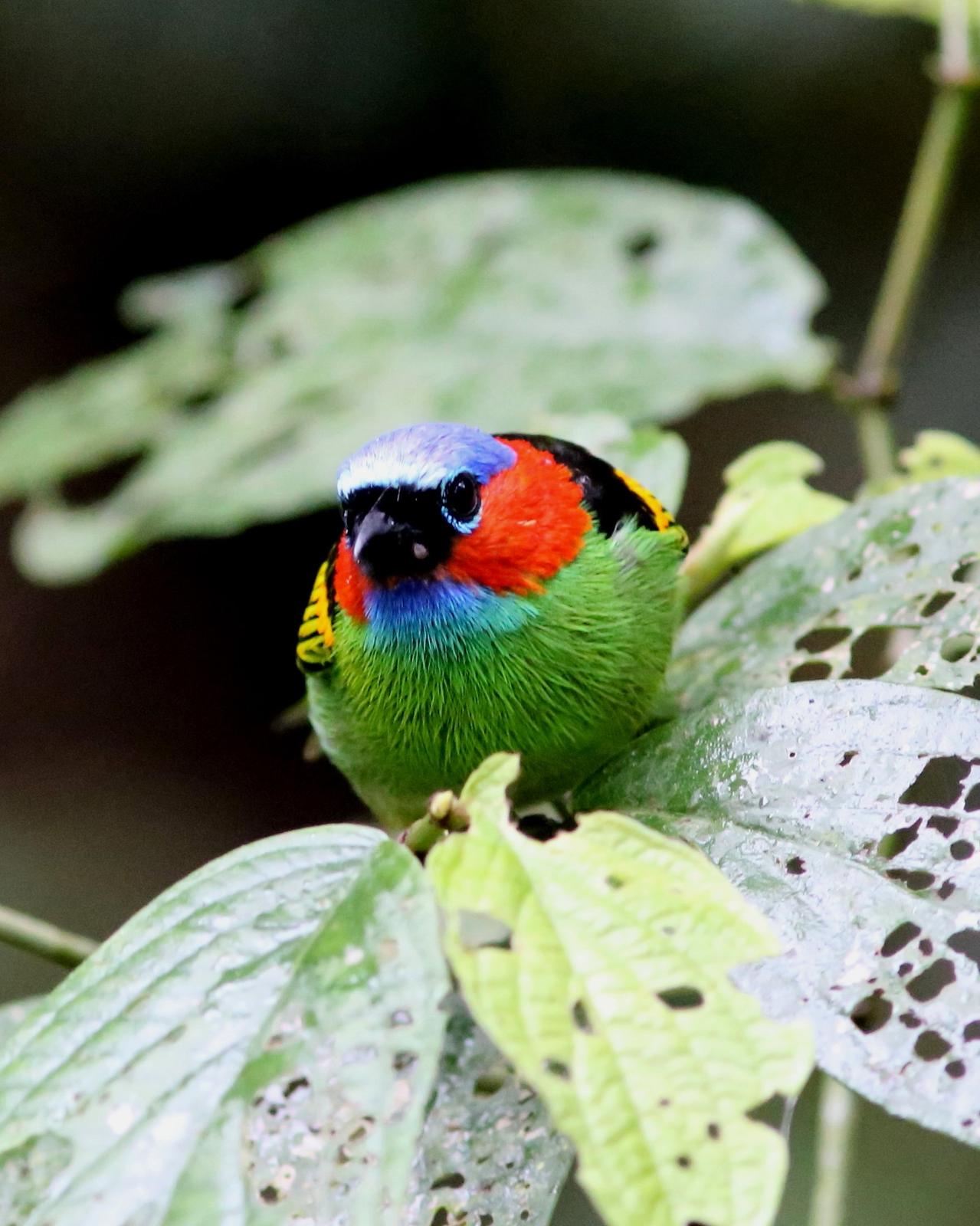 Red-necked Tanager Photo by Rohan van Twest