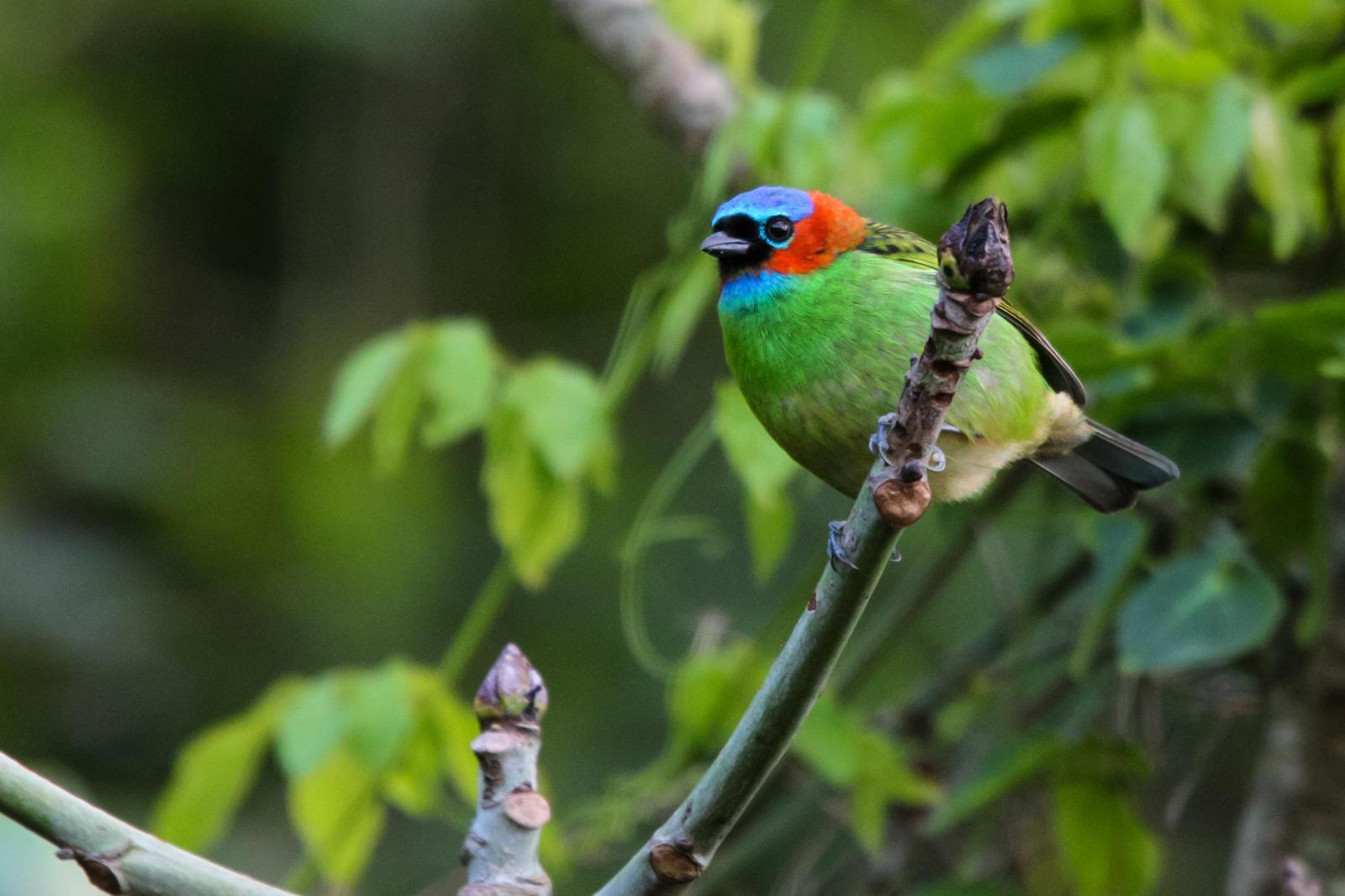 Red-necked Tanager Photo by Zé Edu Camargo