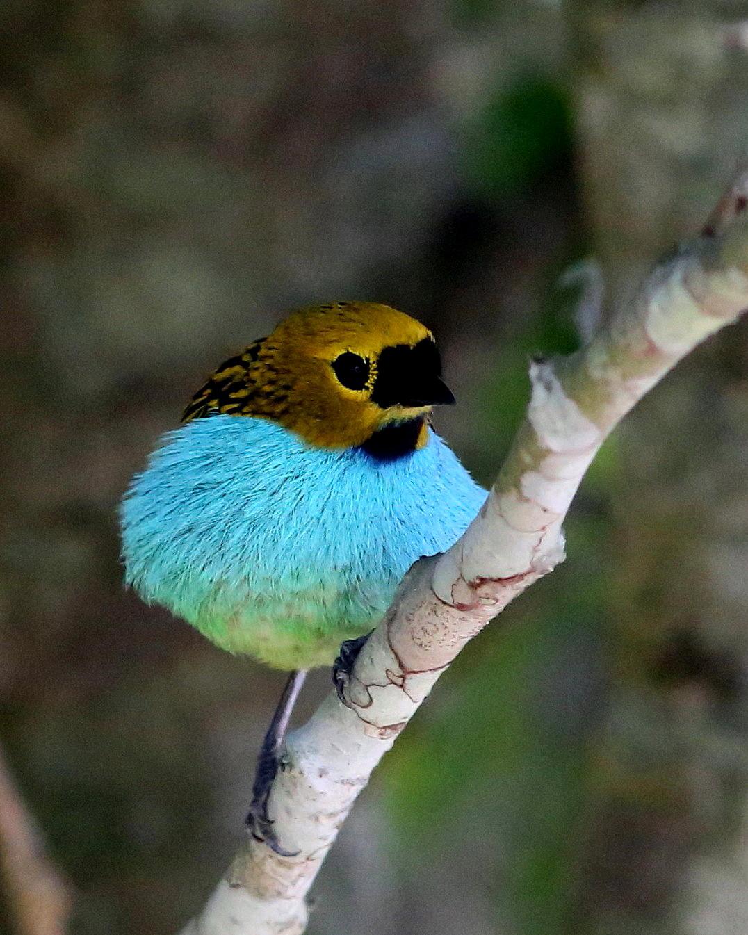 Gilt-edged Tanager Photo by Rohan van Twest