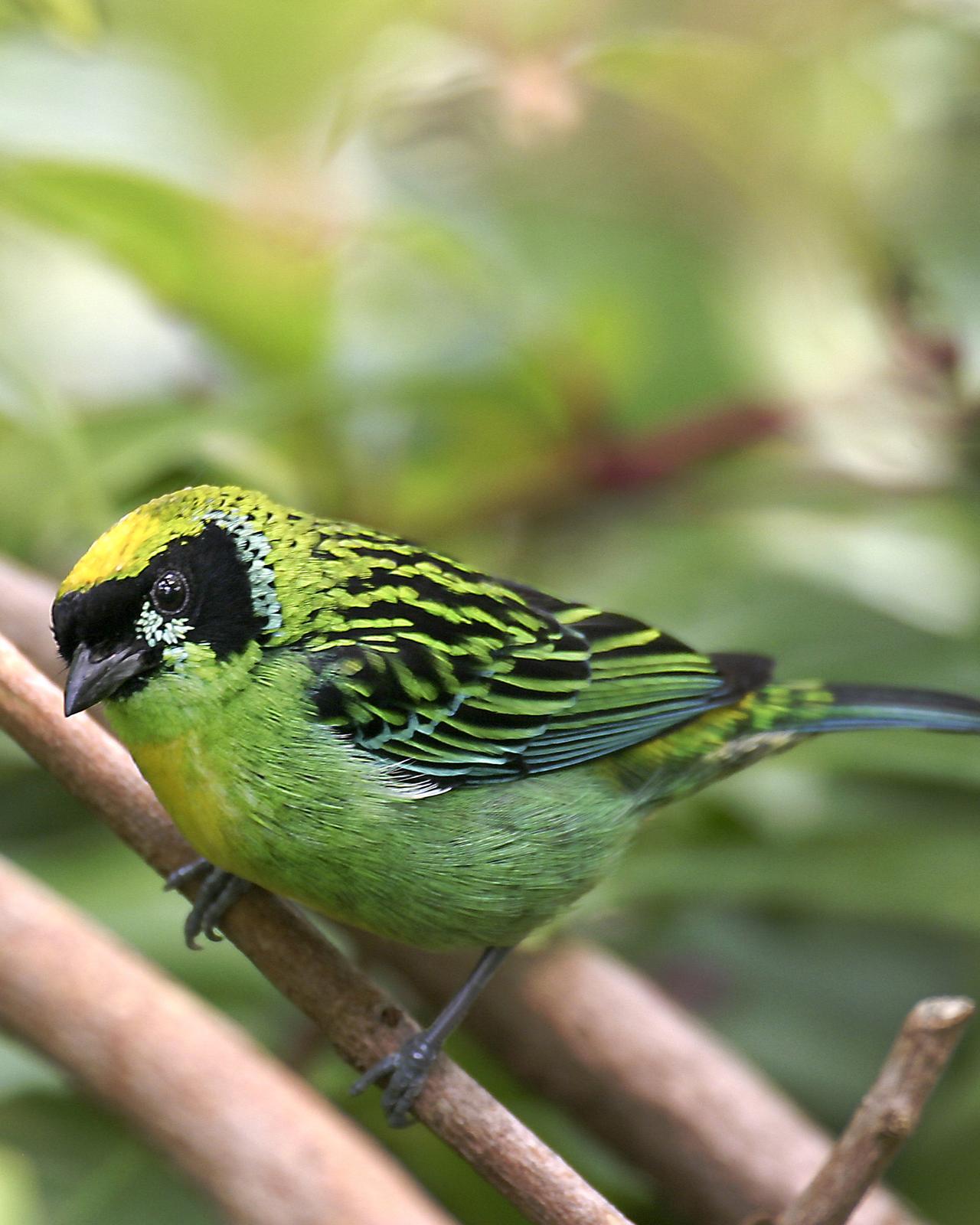Green-and-gold Tanager Photo by Matthew P. Alexander