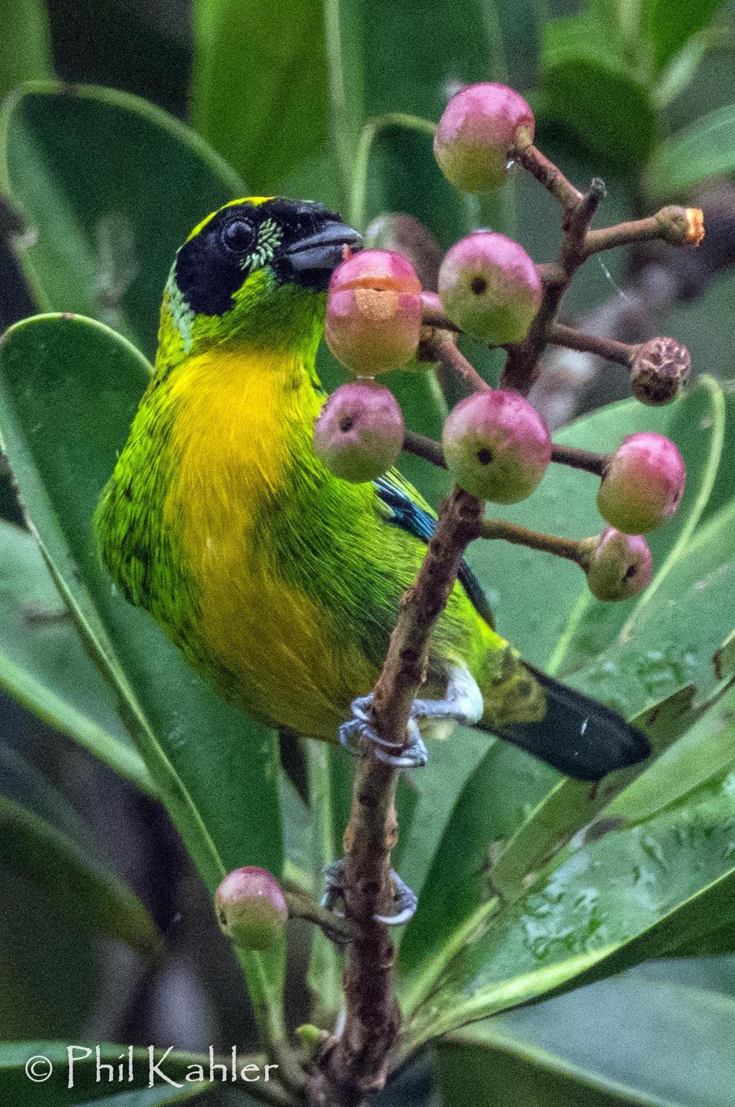 Green-and-gold Tanager Photo by Phil Kahler