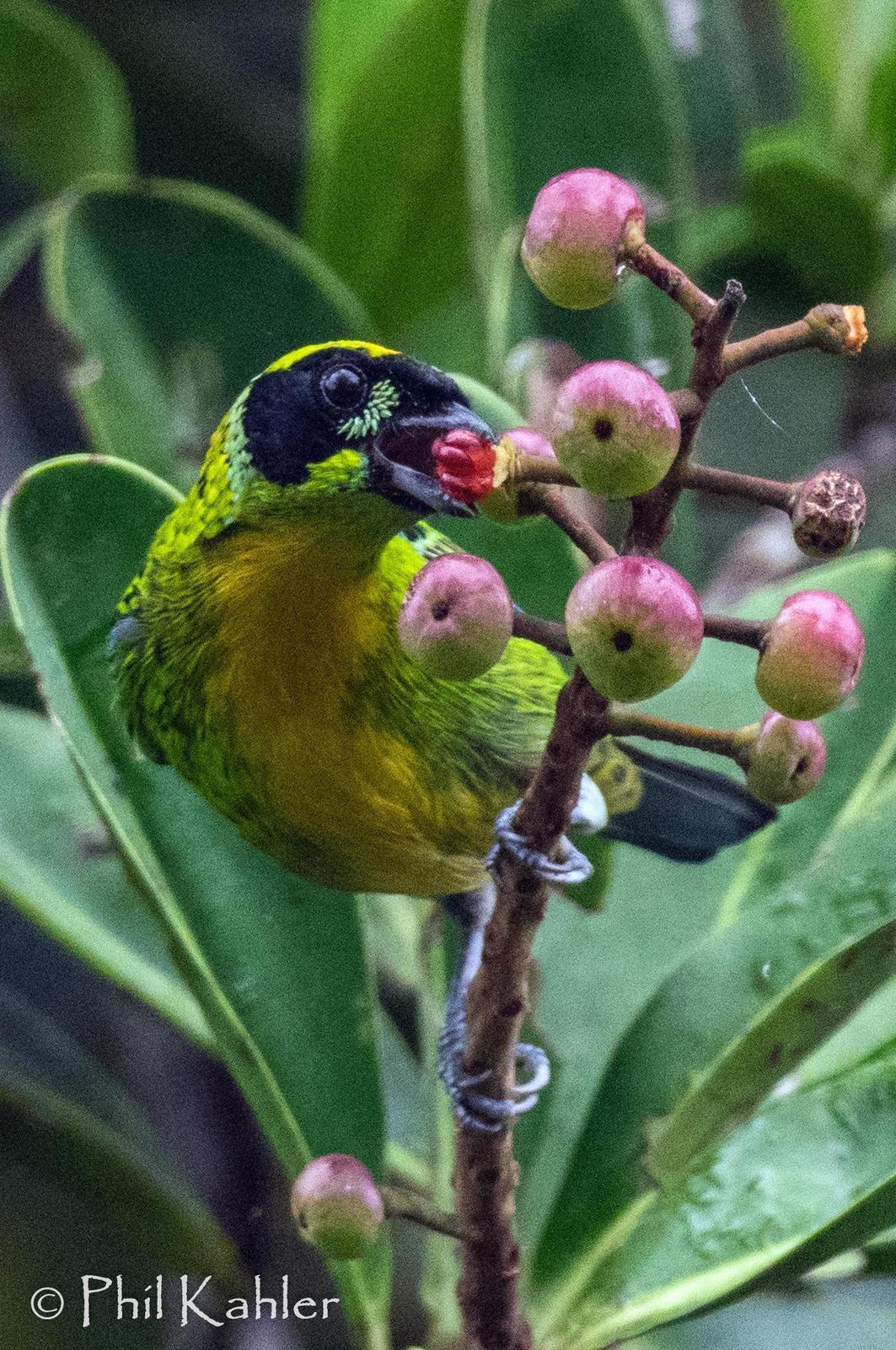Green-and-gold Tanager Photo by Phil Kahler