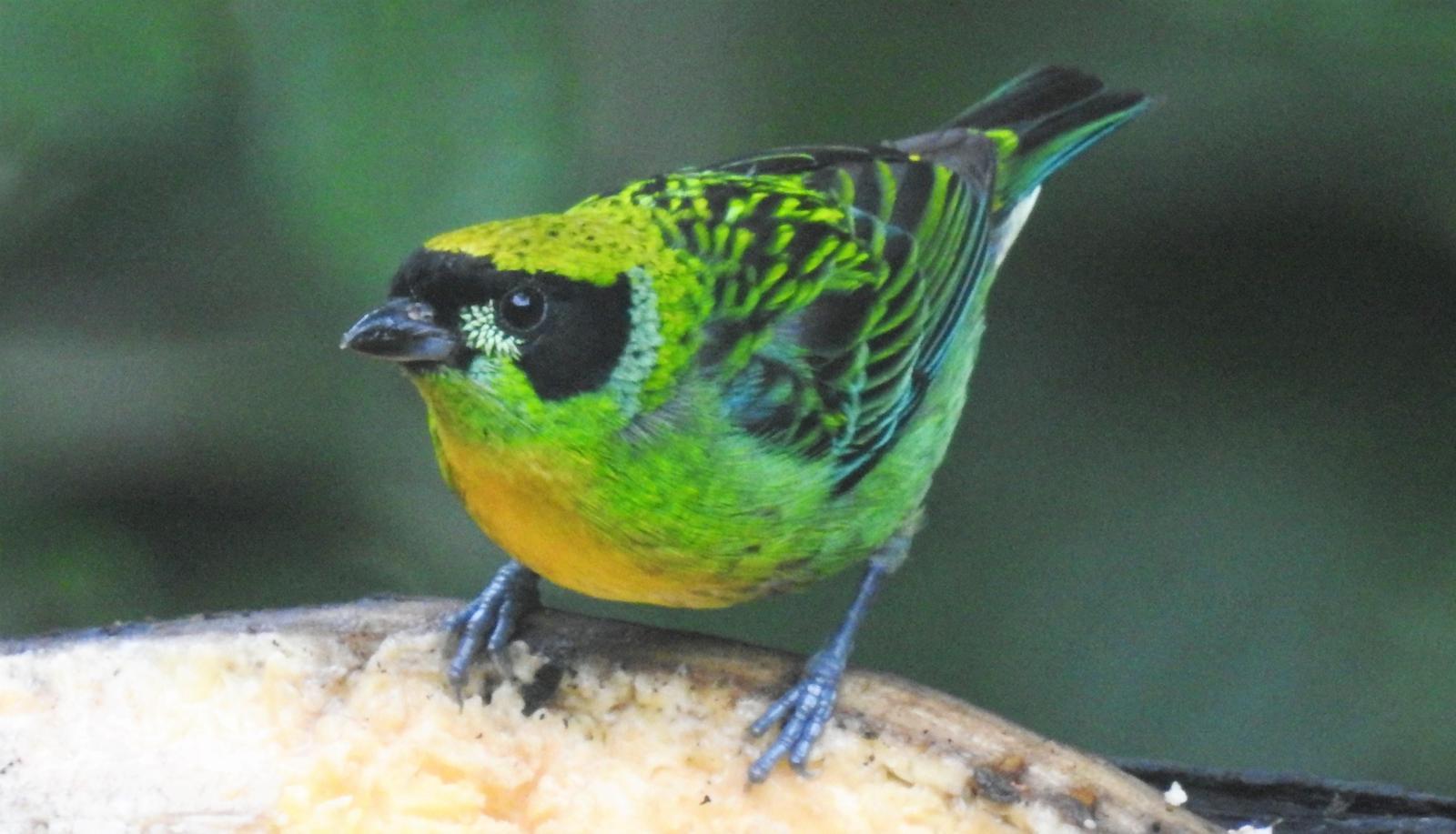 Green-and-gold Tanager Photo by John Licharson