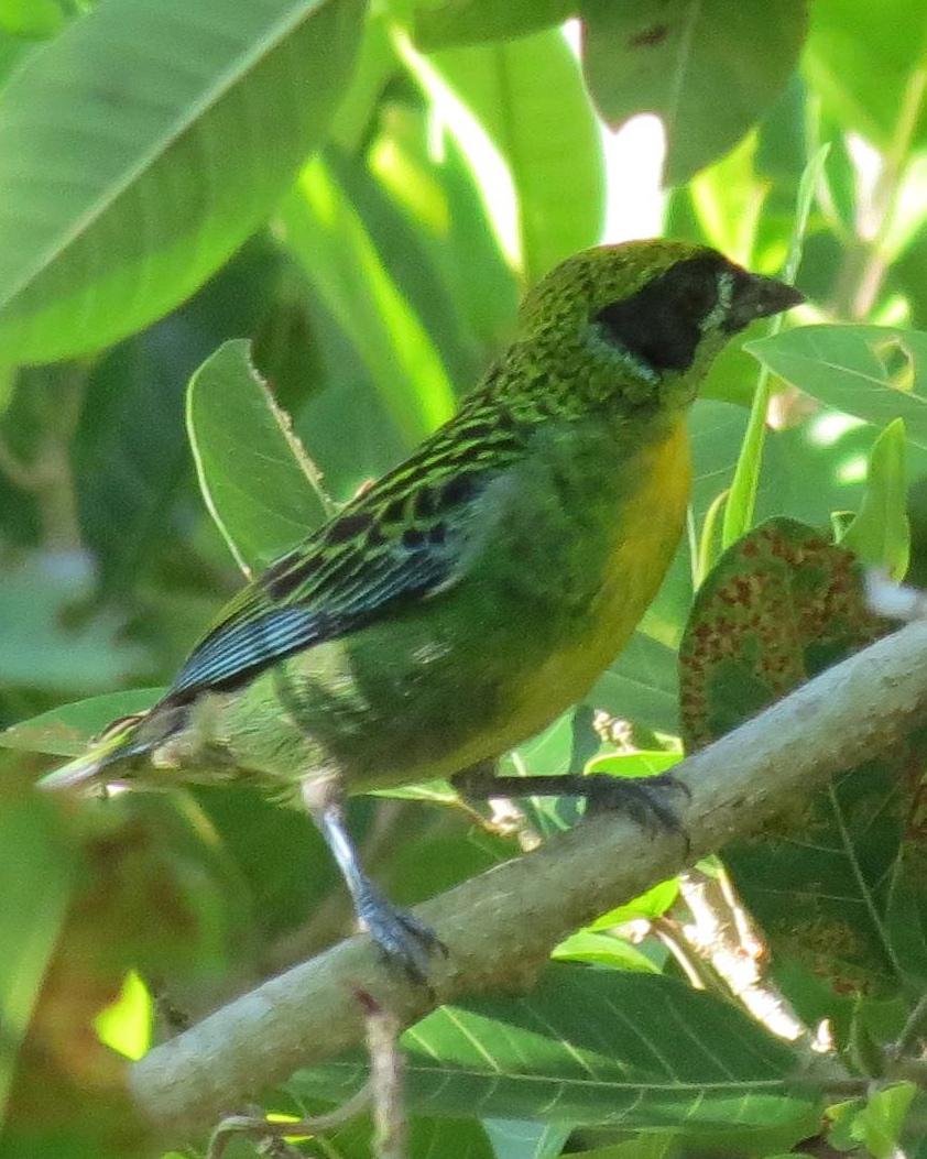 Green-and-gold Tanager Photo by John van Dort