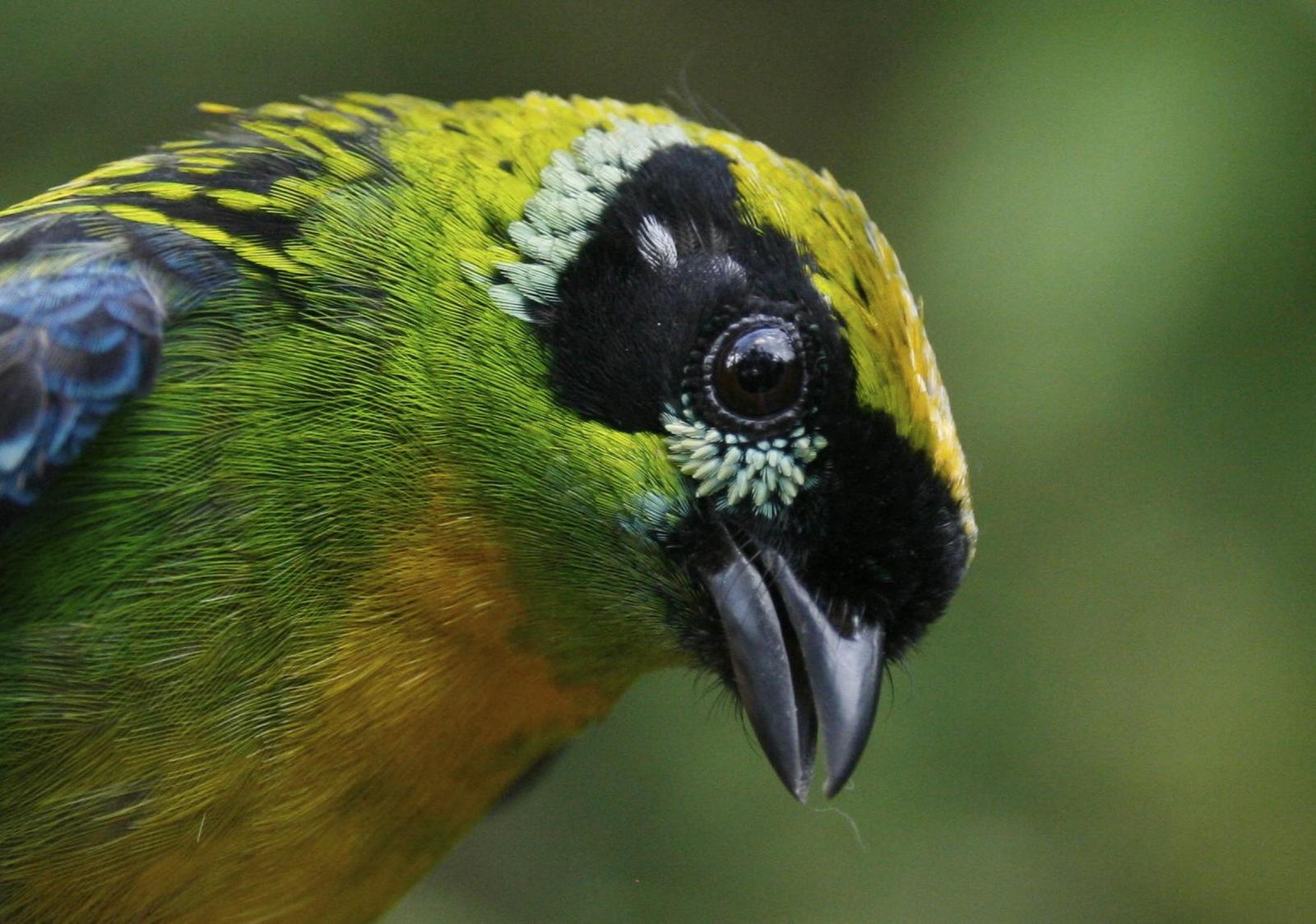 Green-and-gold Tanager Photo by Oscar Johnson