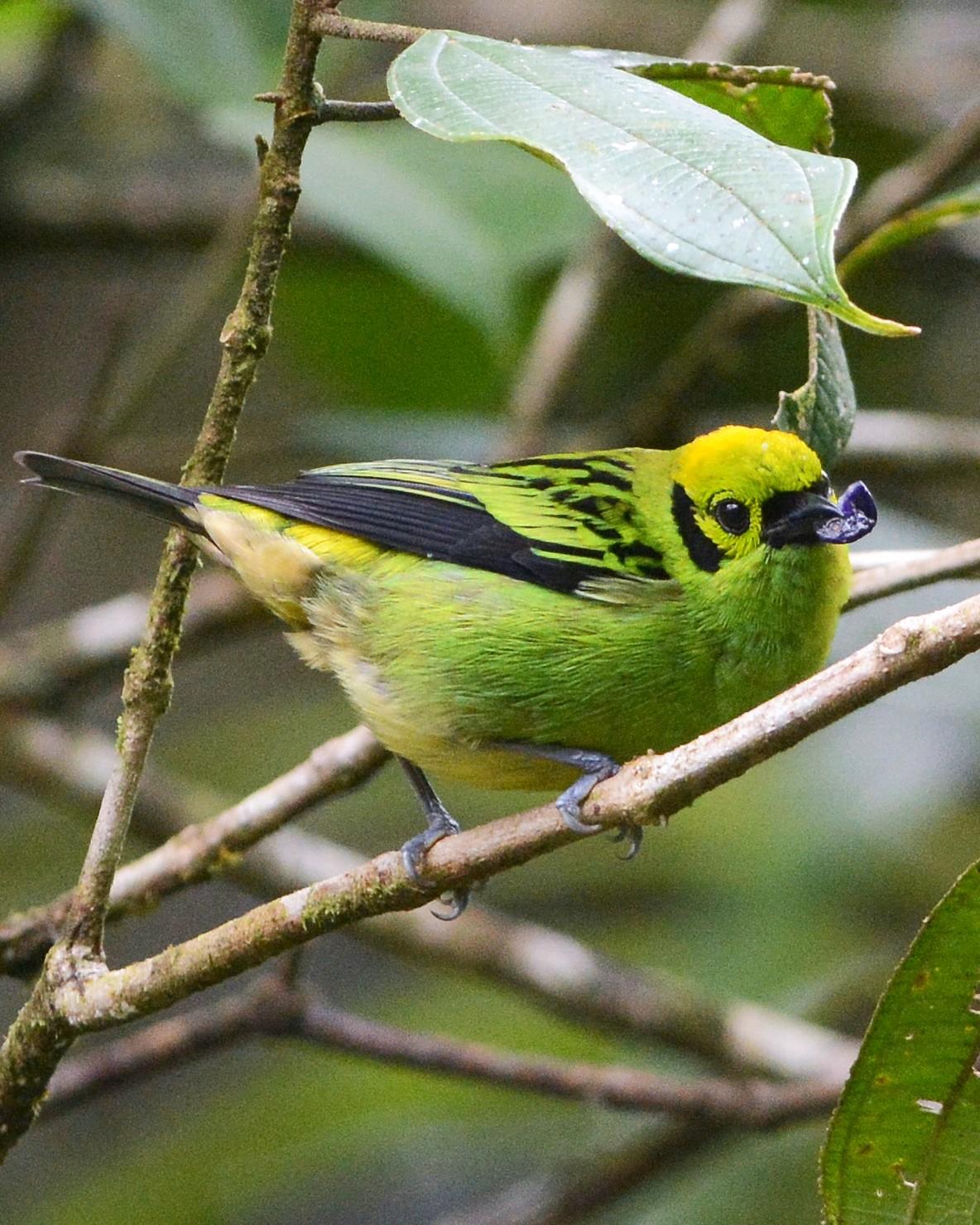 Emerald Tanager Photo by David Hollie