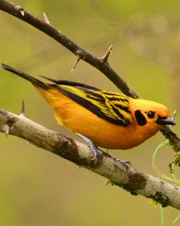 Golden Tanager Photo by Olivier Barden