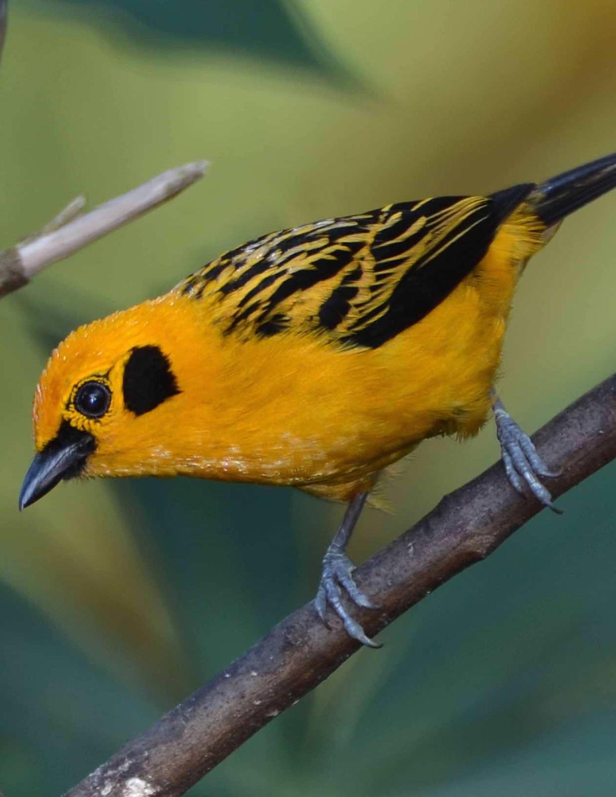Golden Tanager Photo by Andrew Pittman