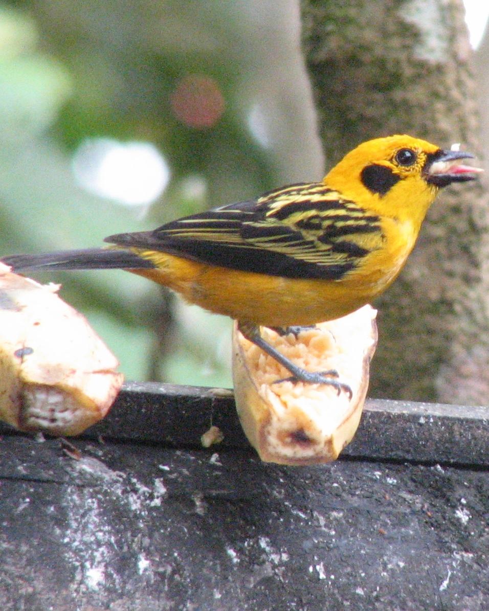 Golden Tanager Photo by Kent Fiala