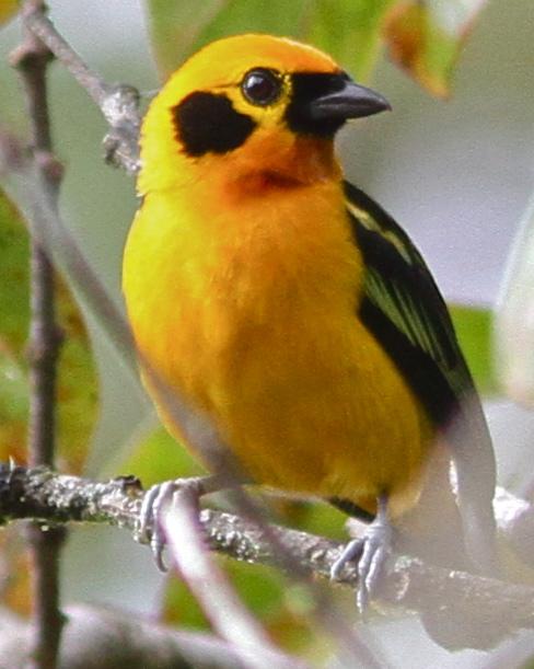 Golden Tanager Photo by Marcelo Padua