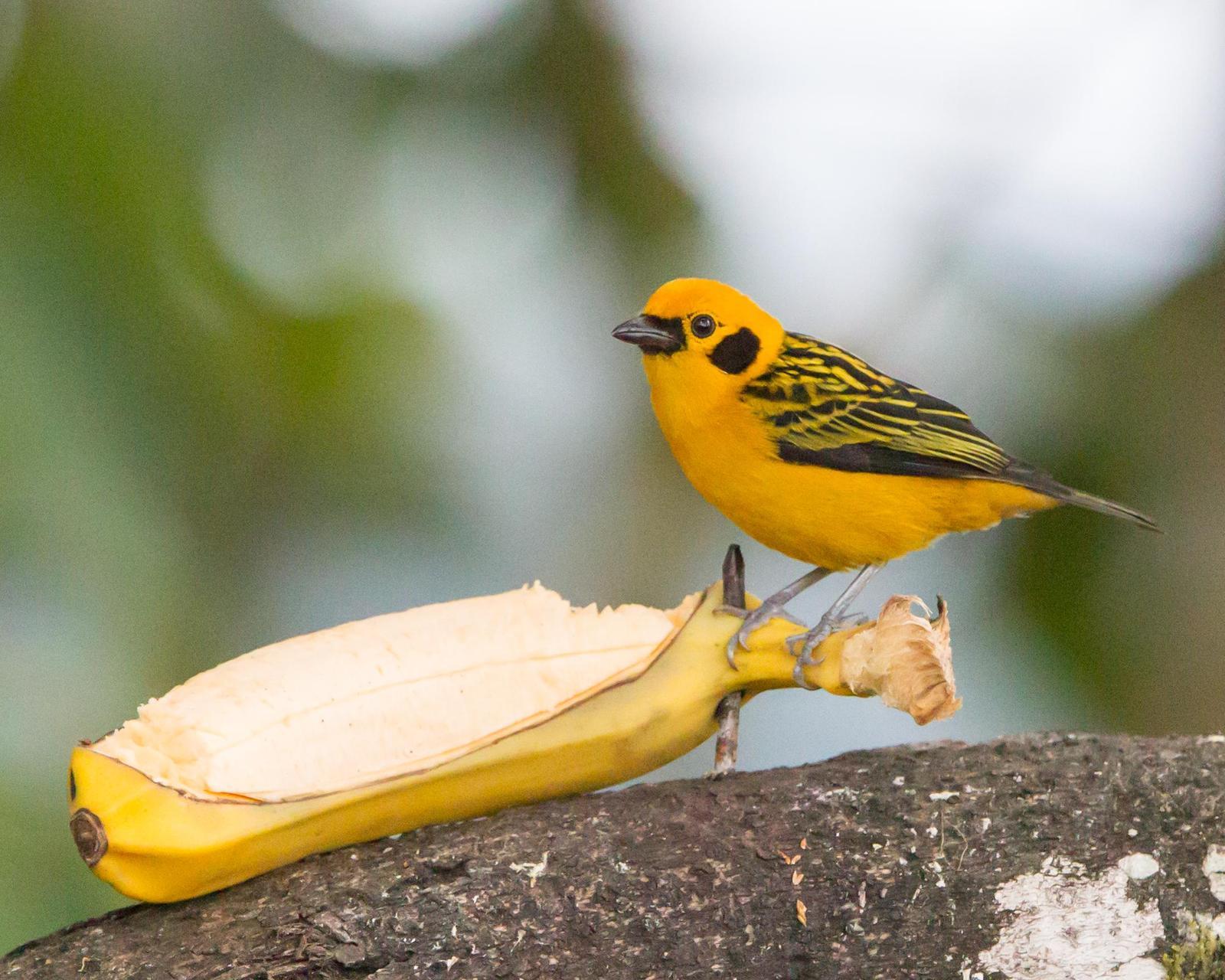 Golden Tanager Photo by Kevin Berkoff