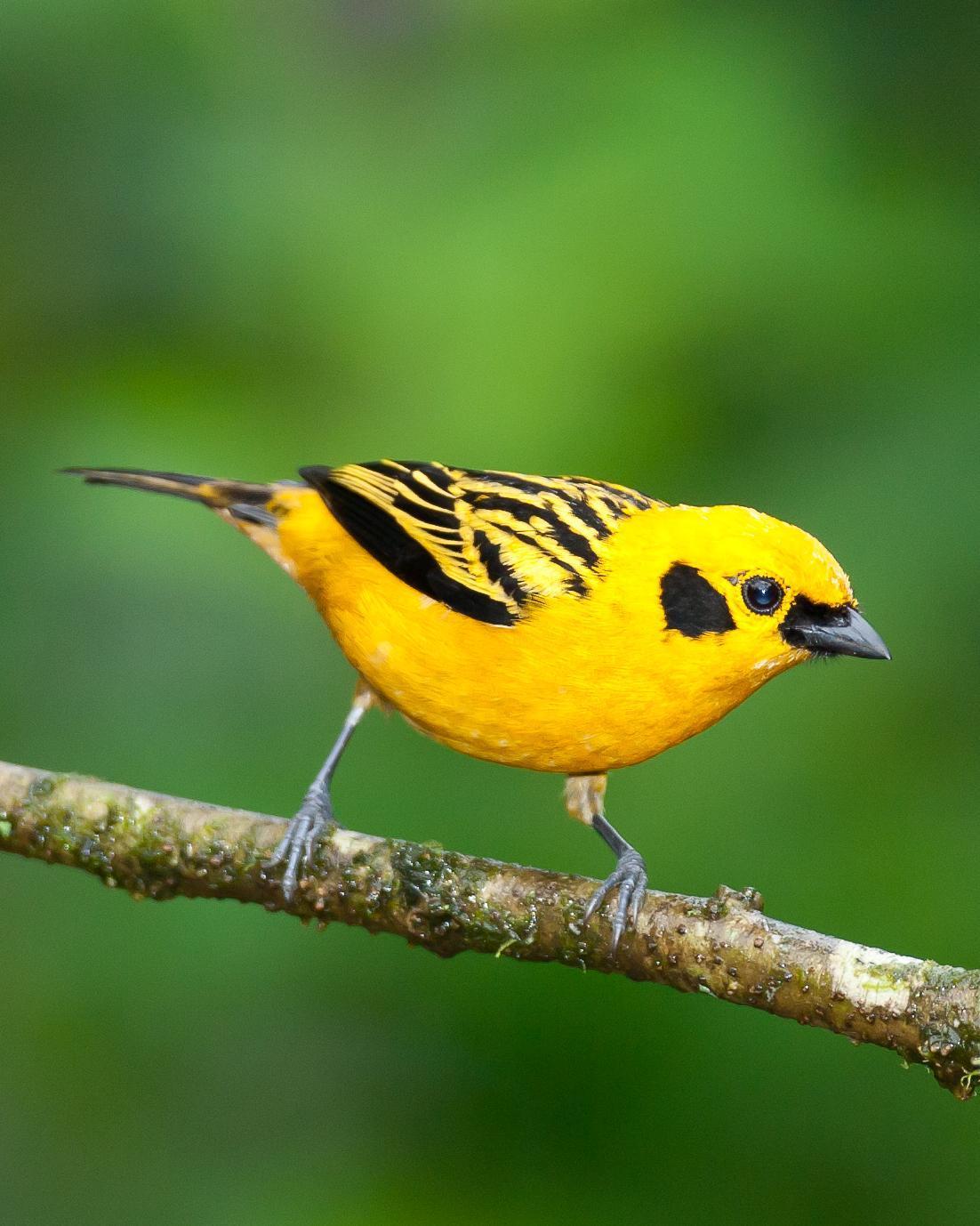 Golden Tanager Photo by Robert Lewis