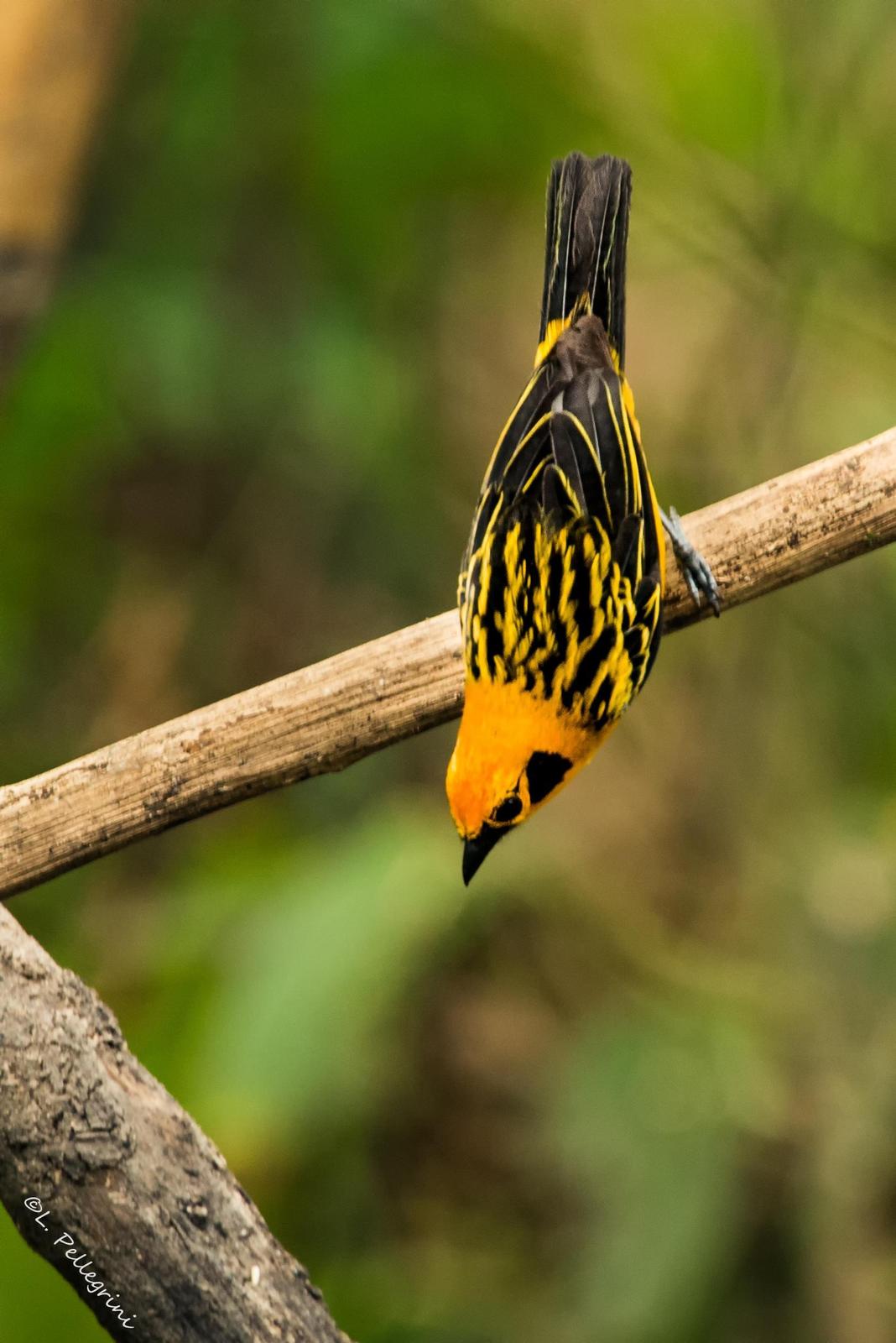 Golden Tanager Photo by Laurence Pellegrini