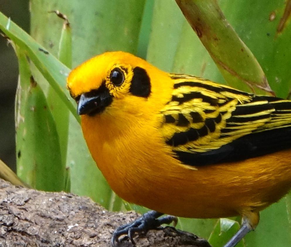 Golden Tanager Photo by Doug Swartz