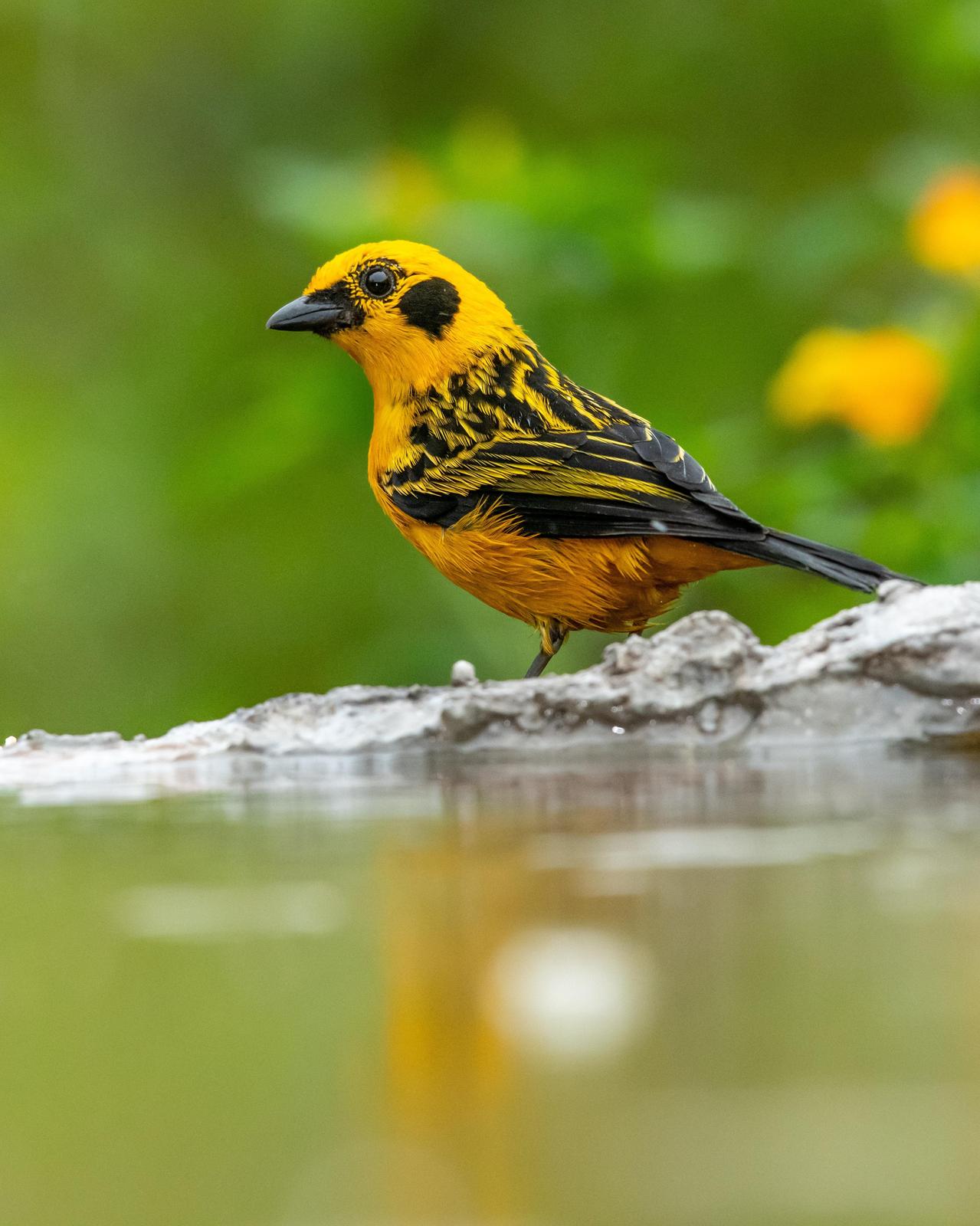 Golden Tanager Photo by Harold Davis