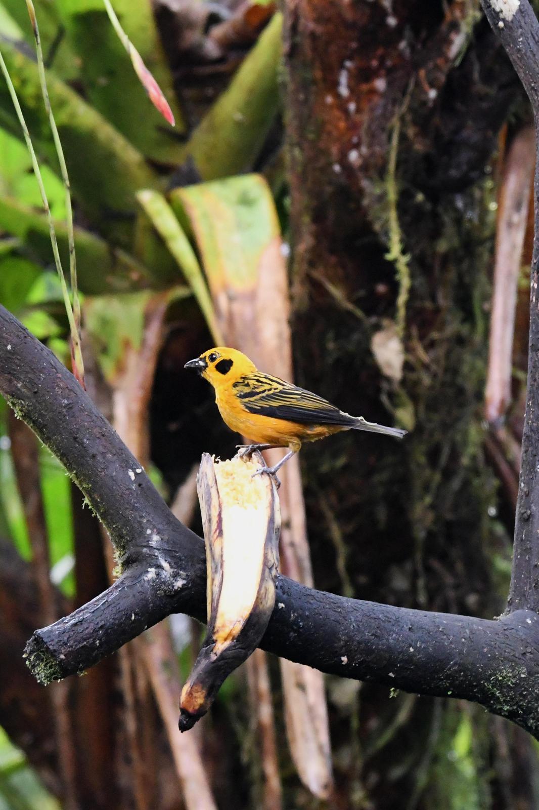 Golden Tanager Photo by Ann Doty