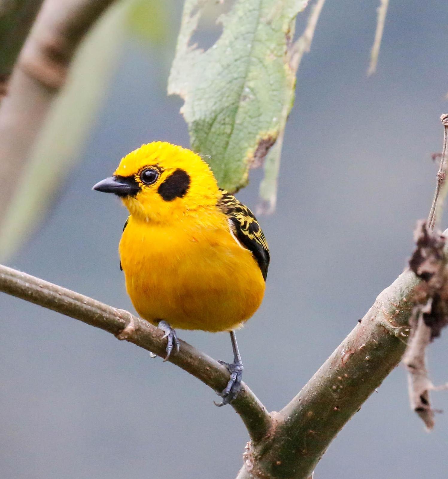 Golden Tanager Photo by Thomas Driscoll