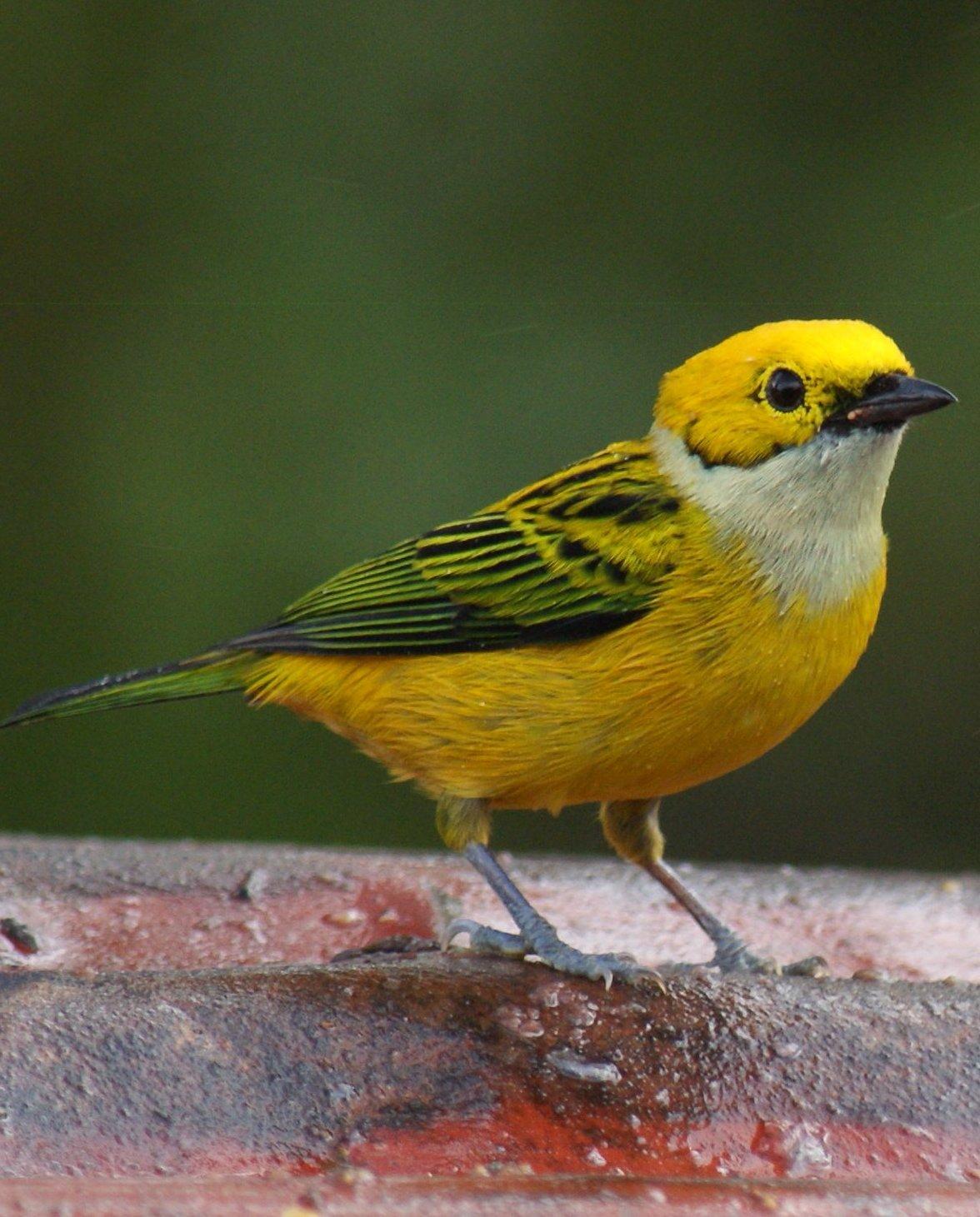 Silver-throated Tanager Photo by Robin Oxley