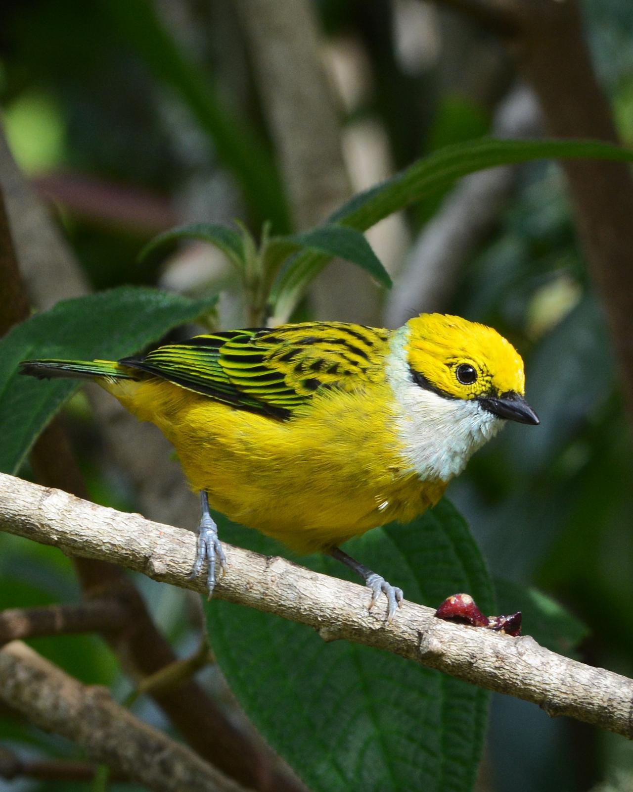 Silver-throated Tanager Photo by David Hollie
