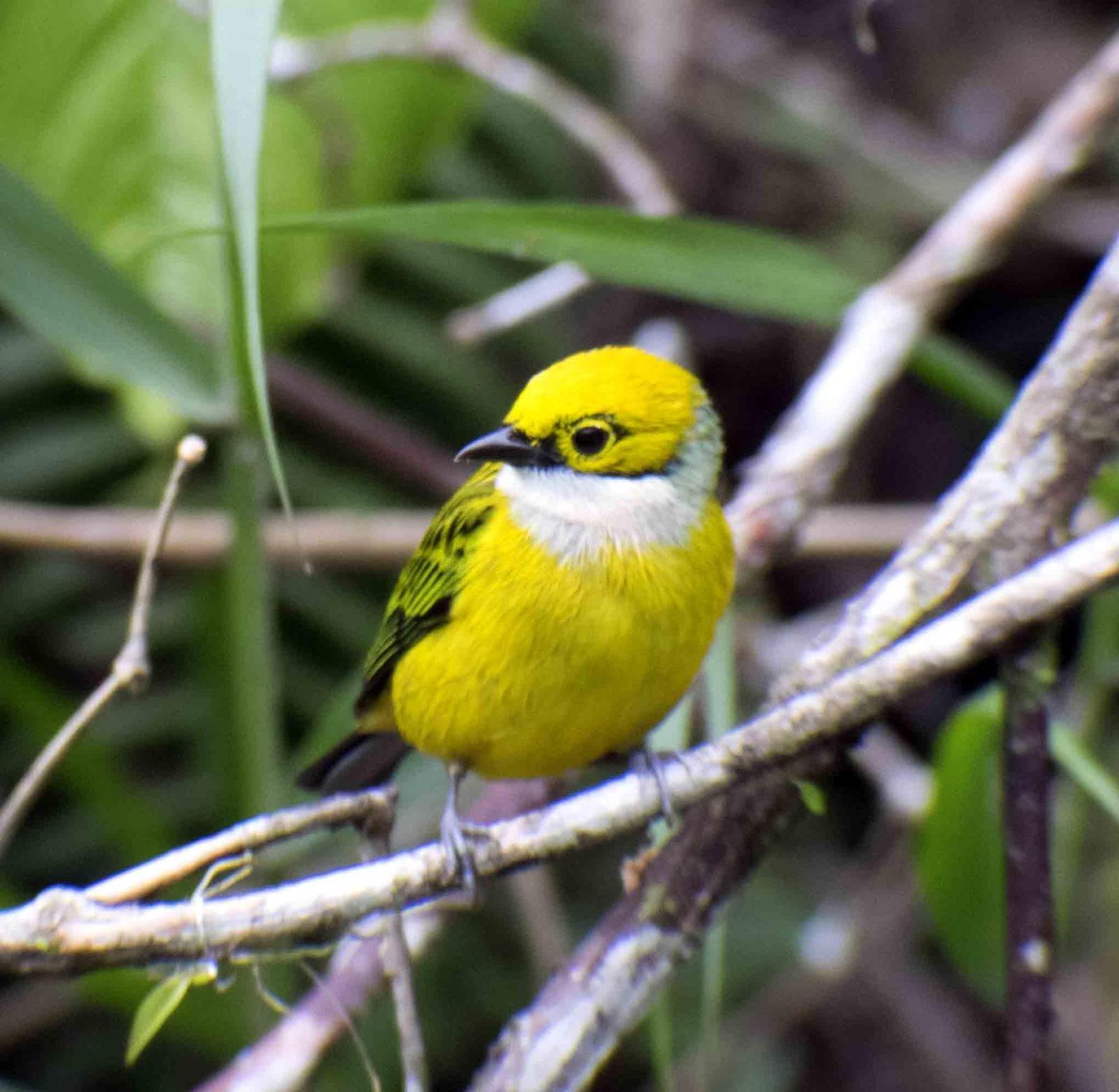 Silver-throated Tanager Photo by Bob Hasenick