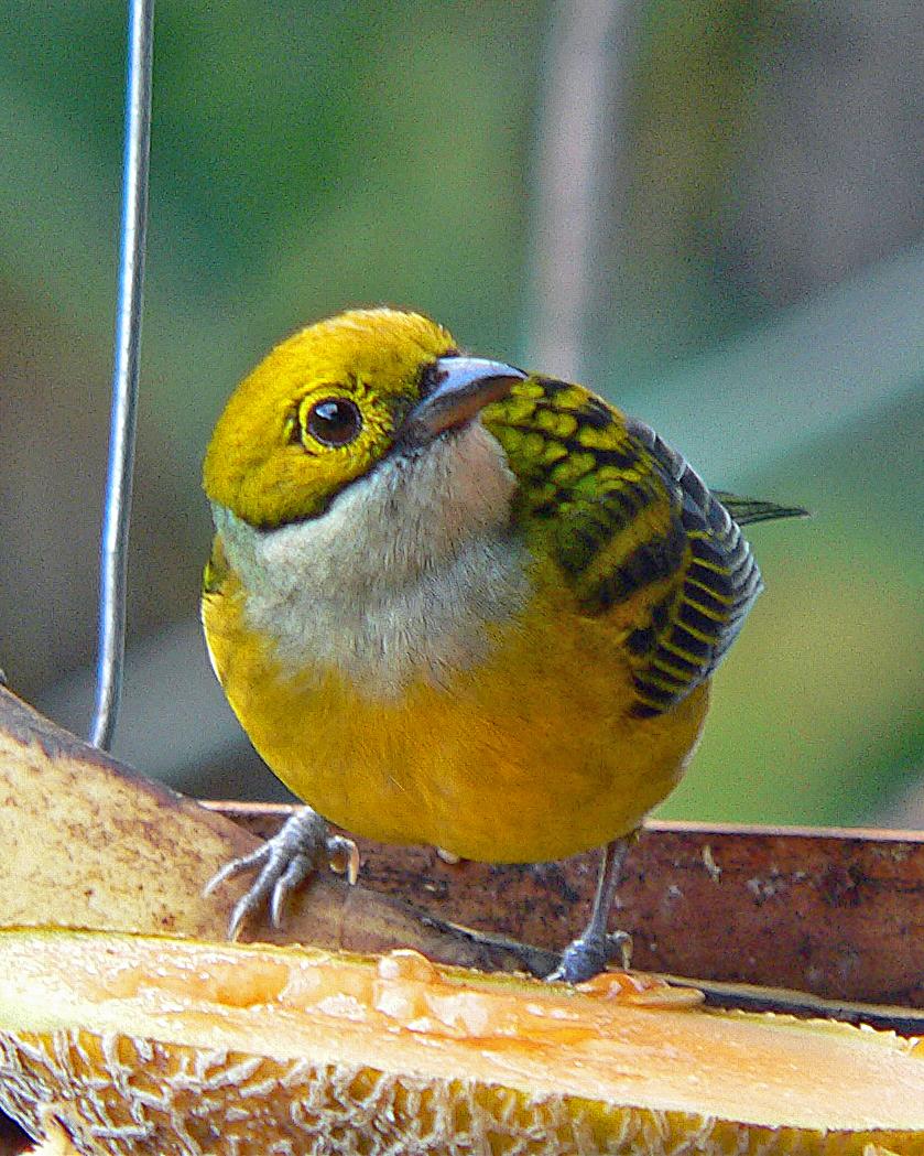 Silver-throated Tanager Photo by Robert Polkinghorn