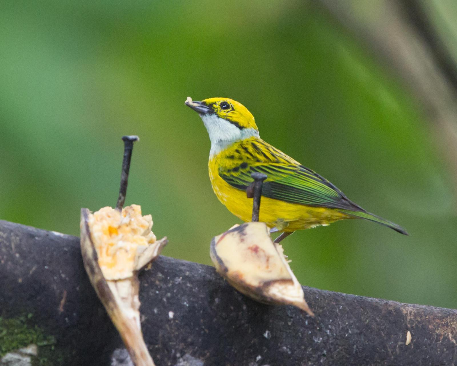 Silver-throated Tanager Photo by Kevin Berkoff