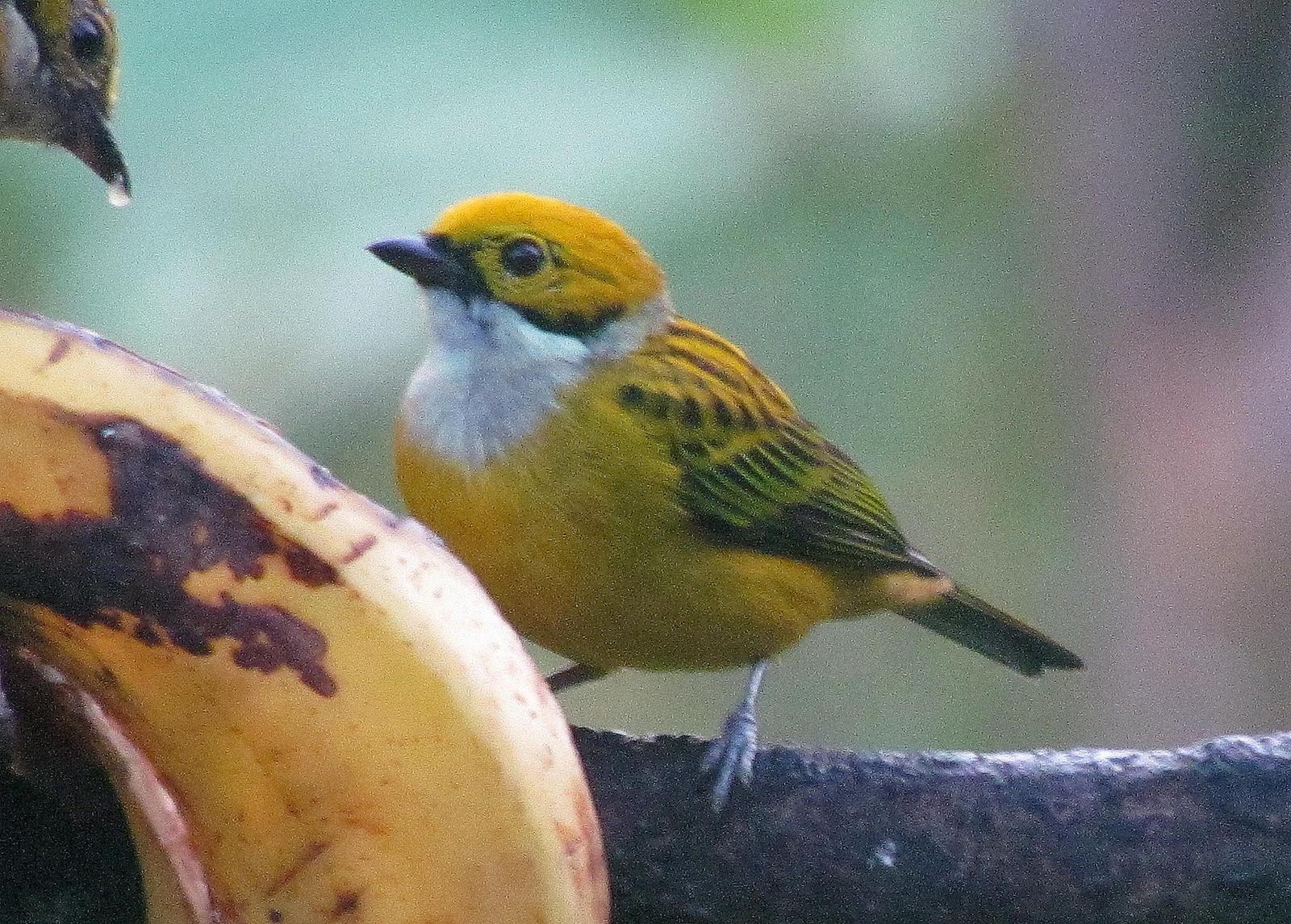 Silver-throated Tanager Photo by Jeff Harding