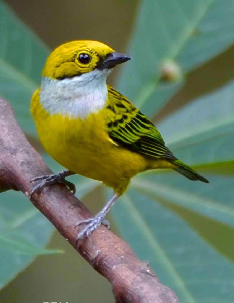 Silver-throated Tanager Photo by Andrew Pittman