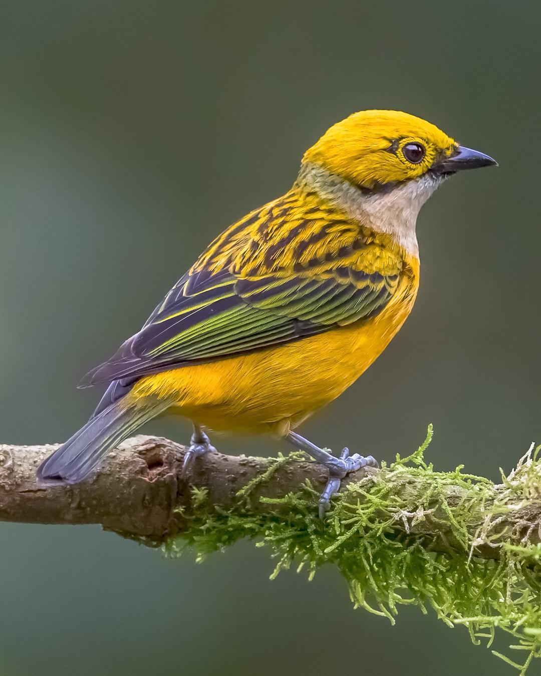 Silver-throated Tanager Photo by Greg Drawbaugh