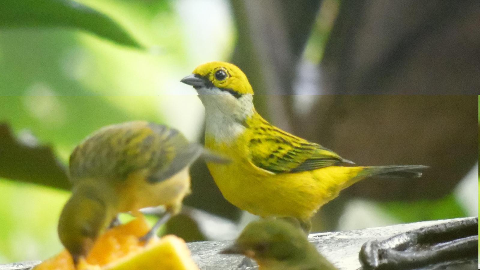 Silver-throated Tanager Photo by Julio Delgado