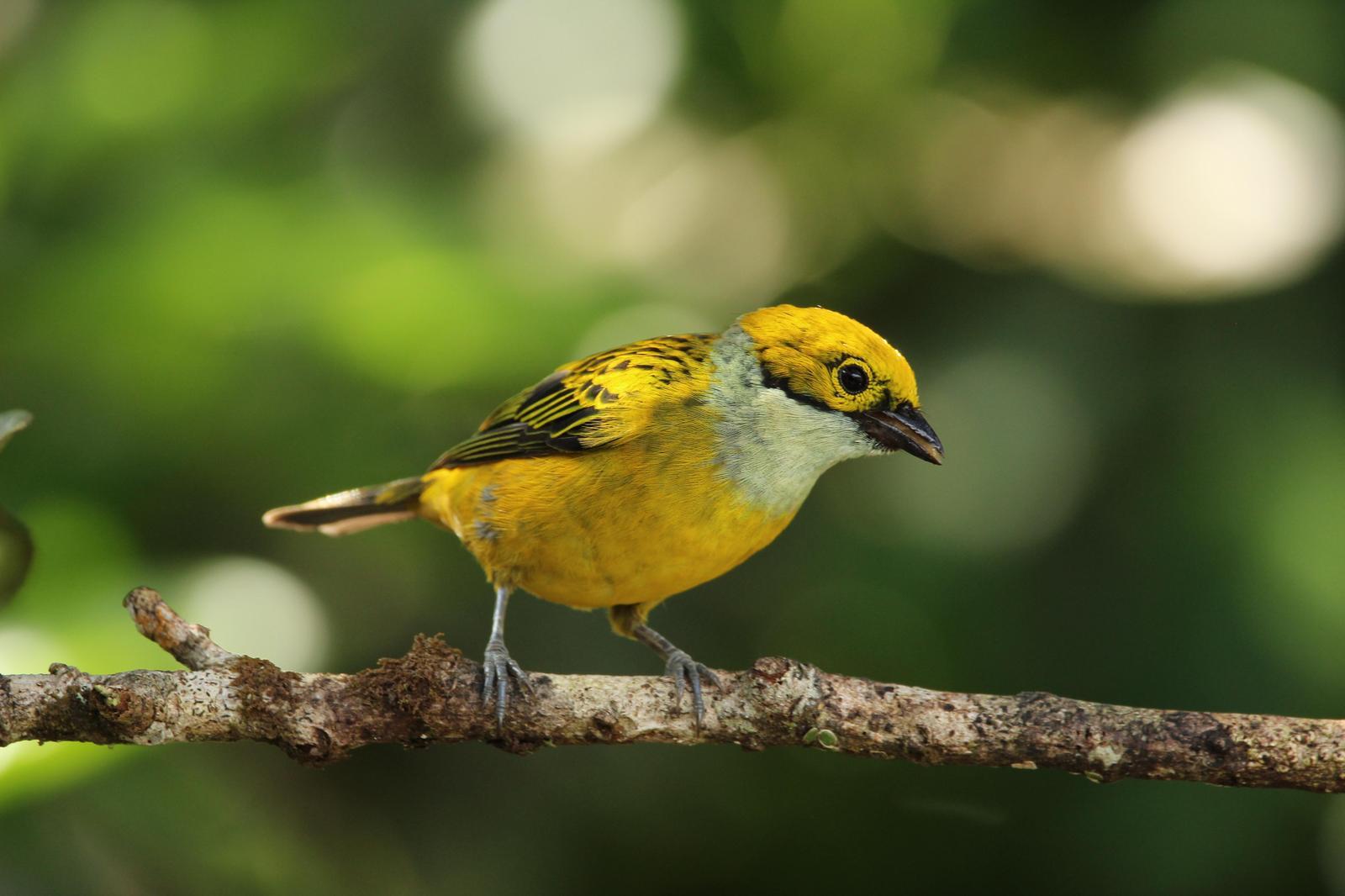 Silver-throated Tanager Photo by Pedro Bernal