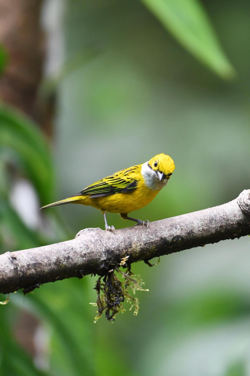 Silver-throated Tanager Photo by Ann Doty