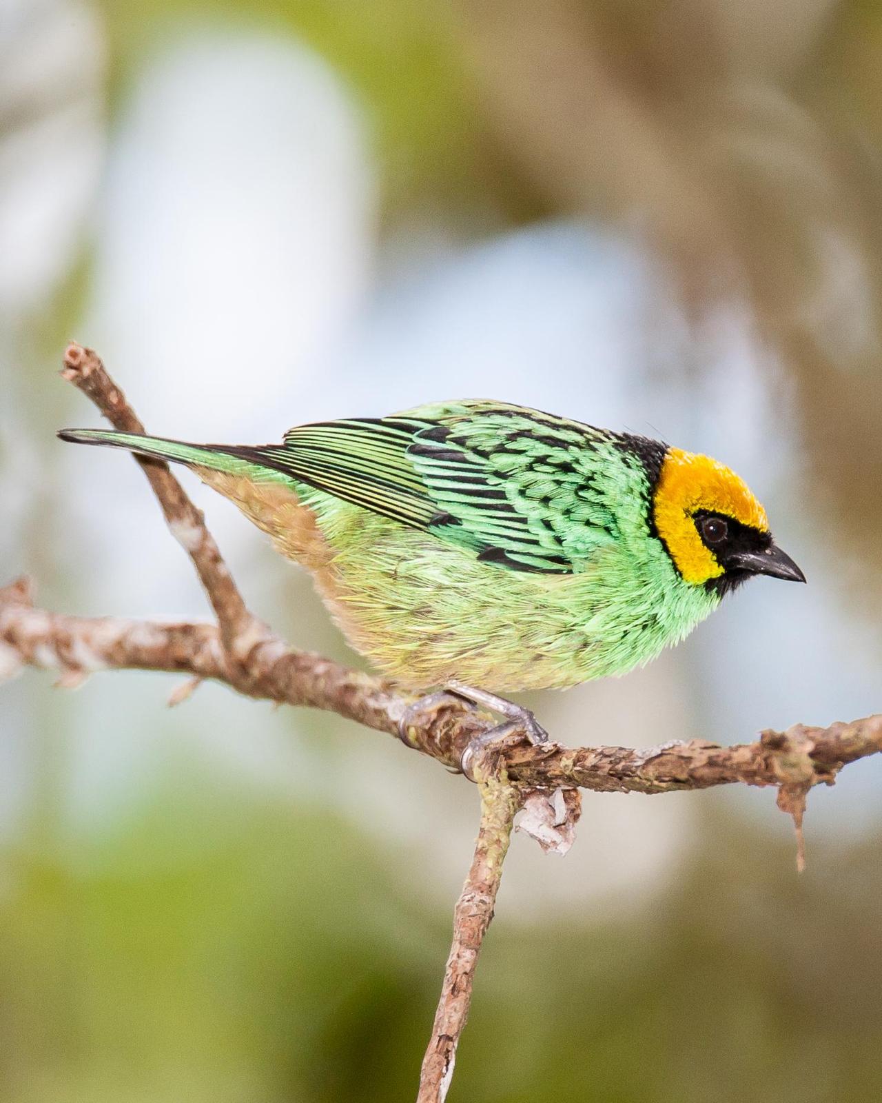 Saffron-crowned Tanager Photo by Robert Lewis