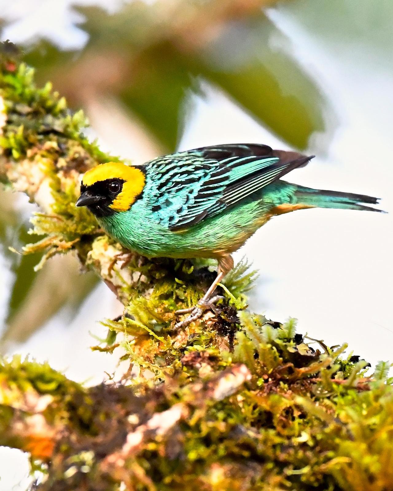 Saffron-crowned Tanager Photo by Gerald Friesen